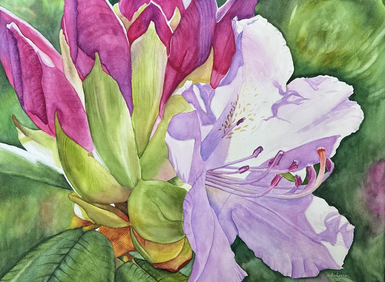 Garden Gems: Rhododendron - image 1 - student project