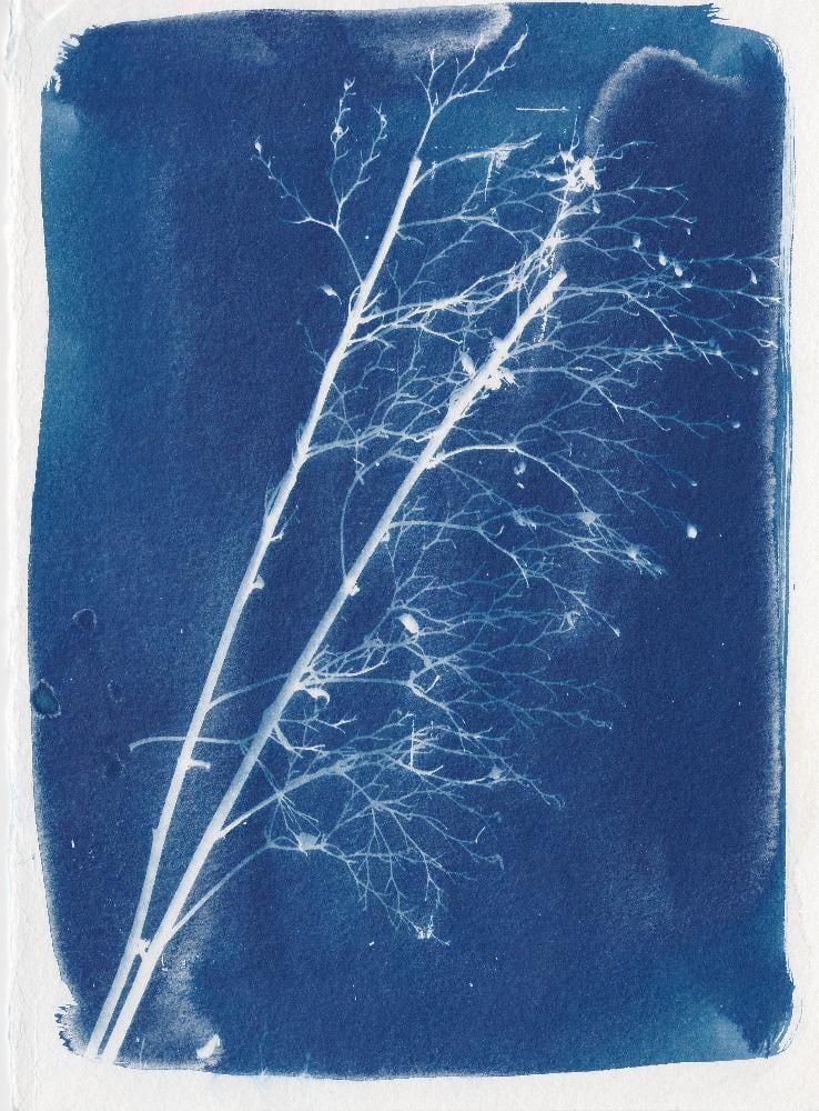 Found in the garden - image 2 - student project