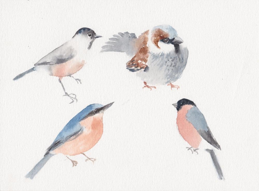 Sparrow and garden songbirds - image 1 - student project