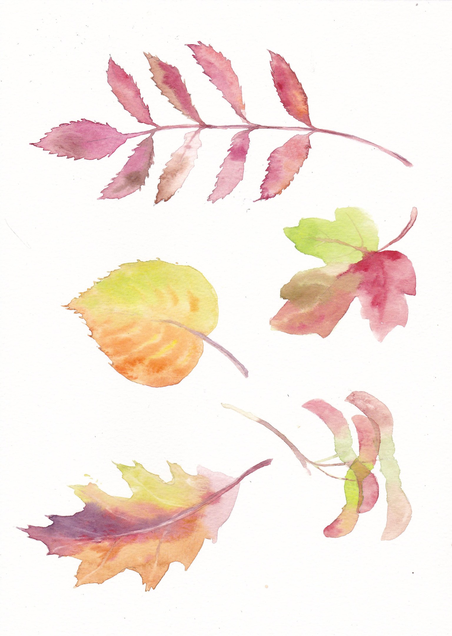 Falling Gingo Leaves - image 2 - student project