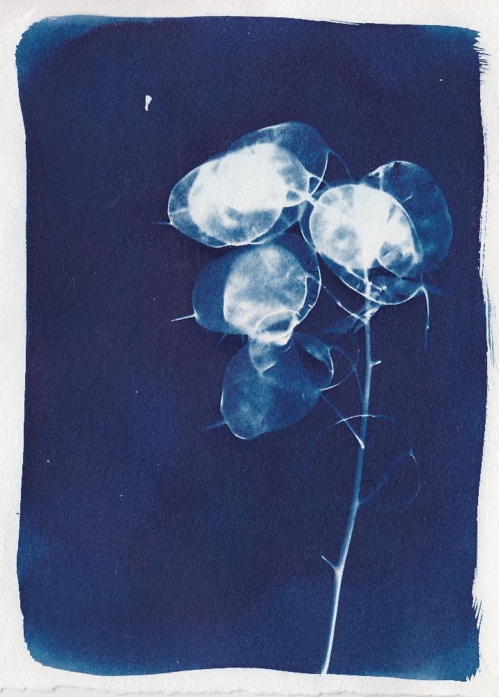 Found in the garden - image 6 - student project