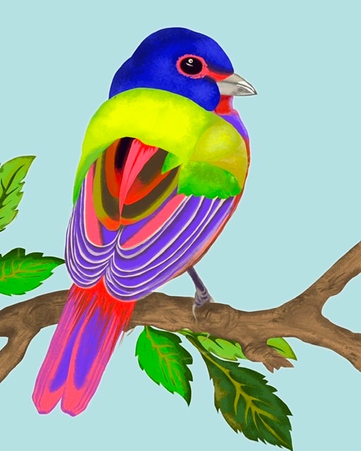 Colorful bird (fur-/+) - image 1 - student project