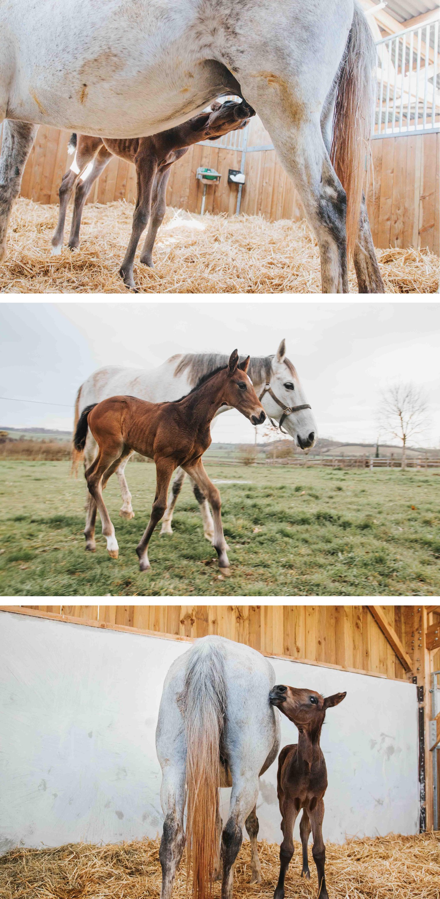 A recent event in the French horse-breeding landscape - image 1 - student project