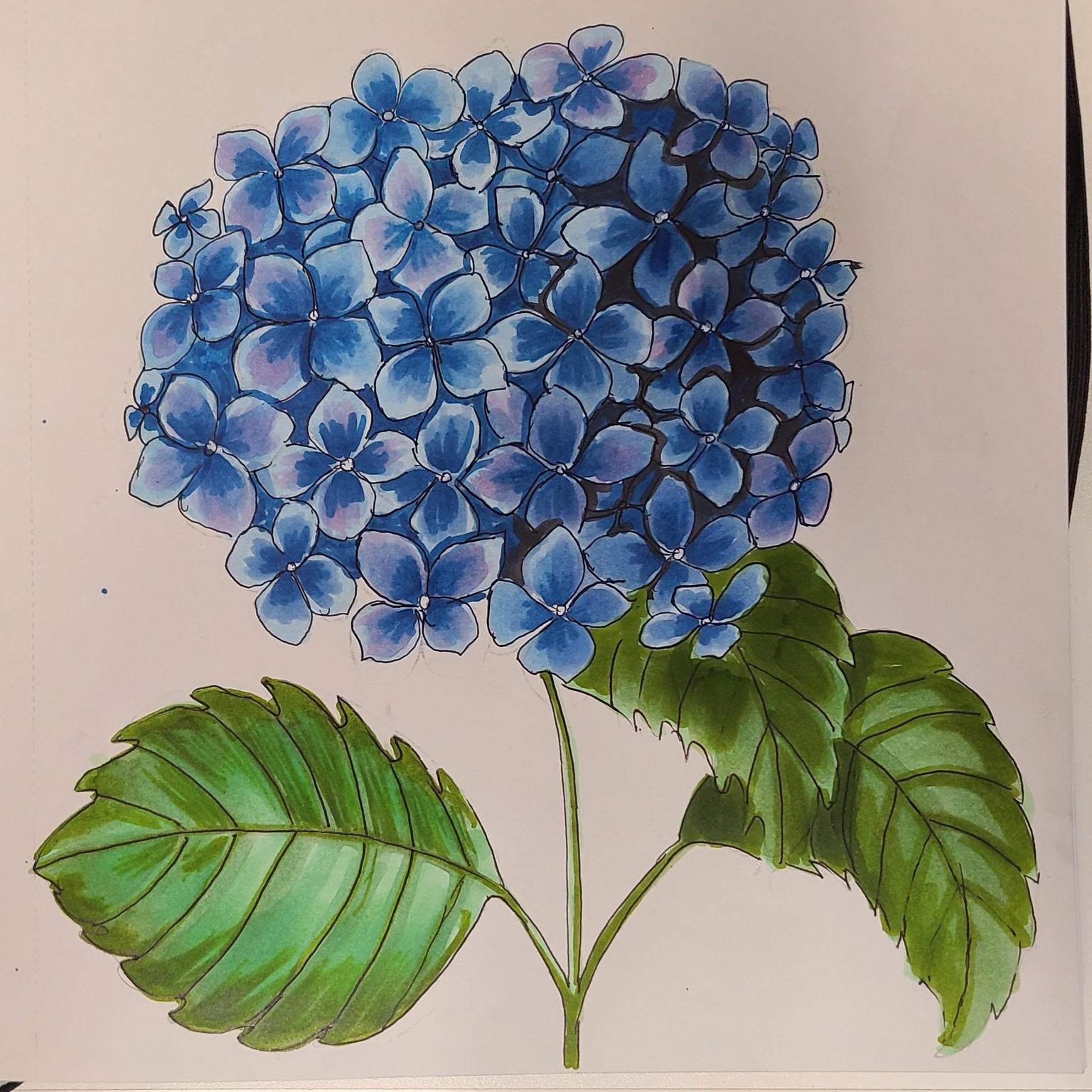 Alcohol marker hydrangeas - image 2 - student project