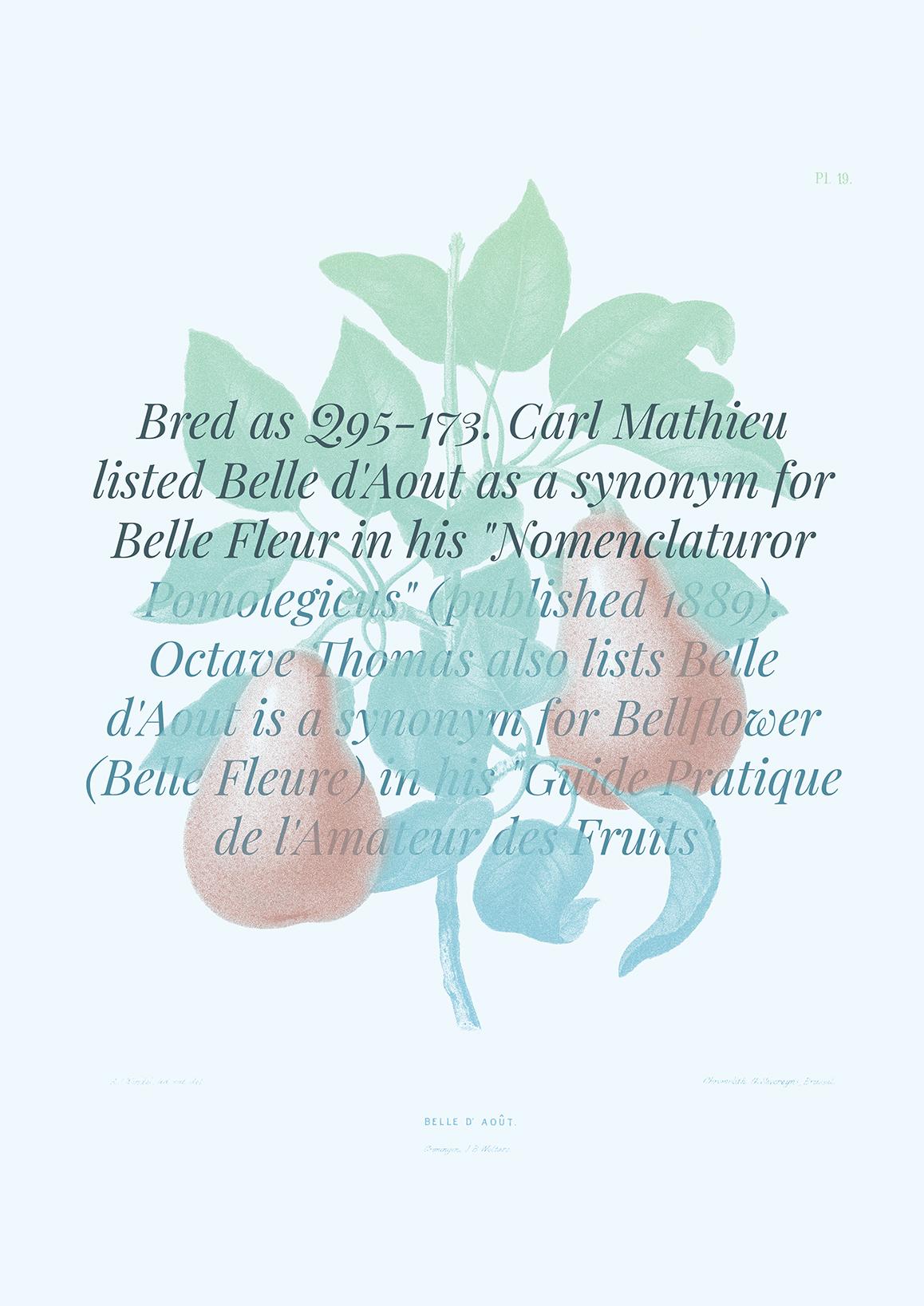 Belle d'Aout - image 1 - student project