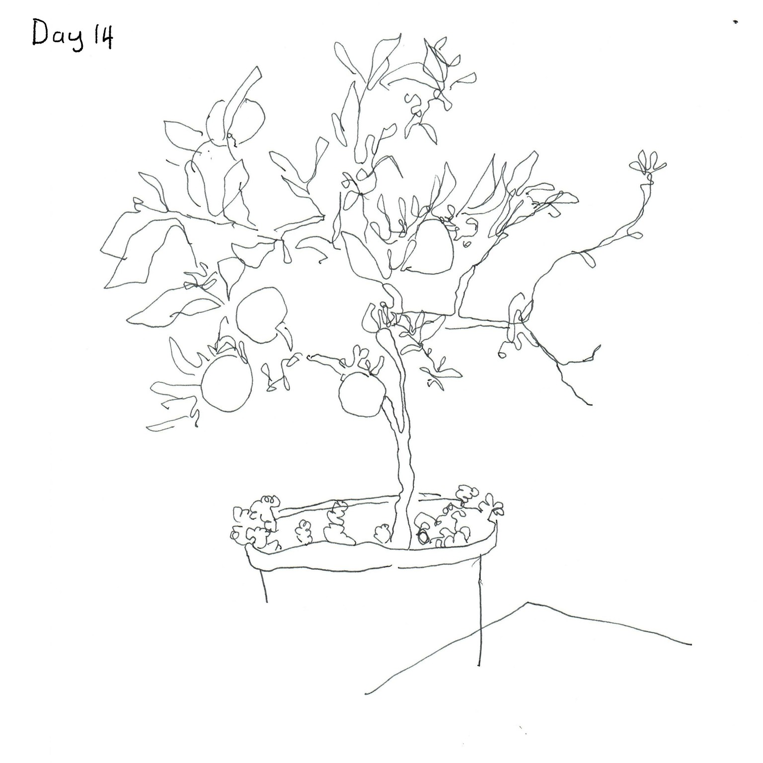 gail's 14 day challenge - image 14 - student project