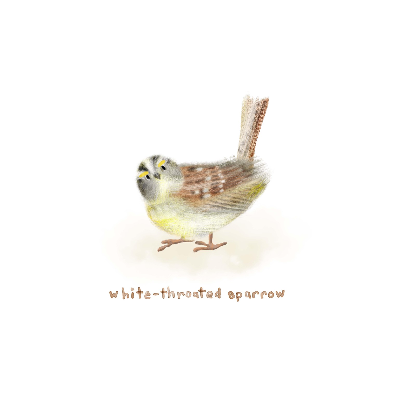30 days of birds - image 2 - student project