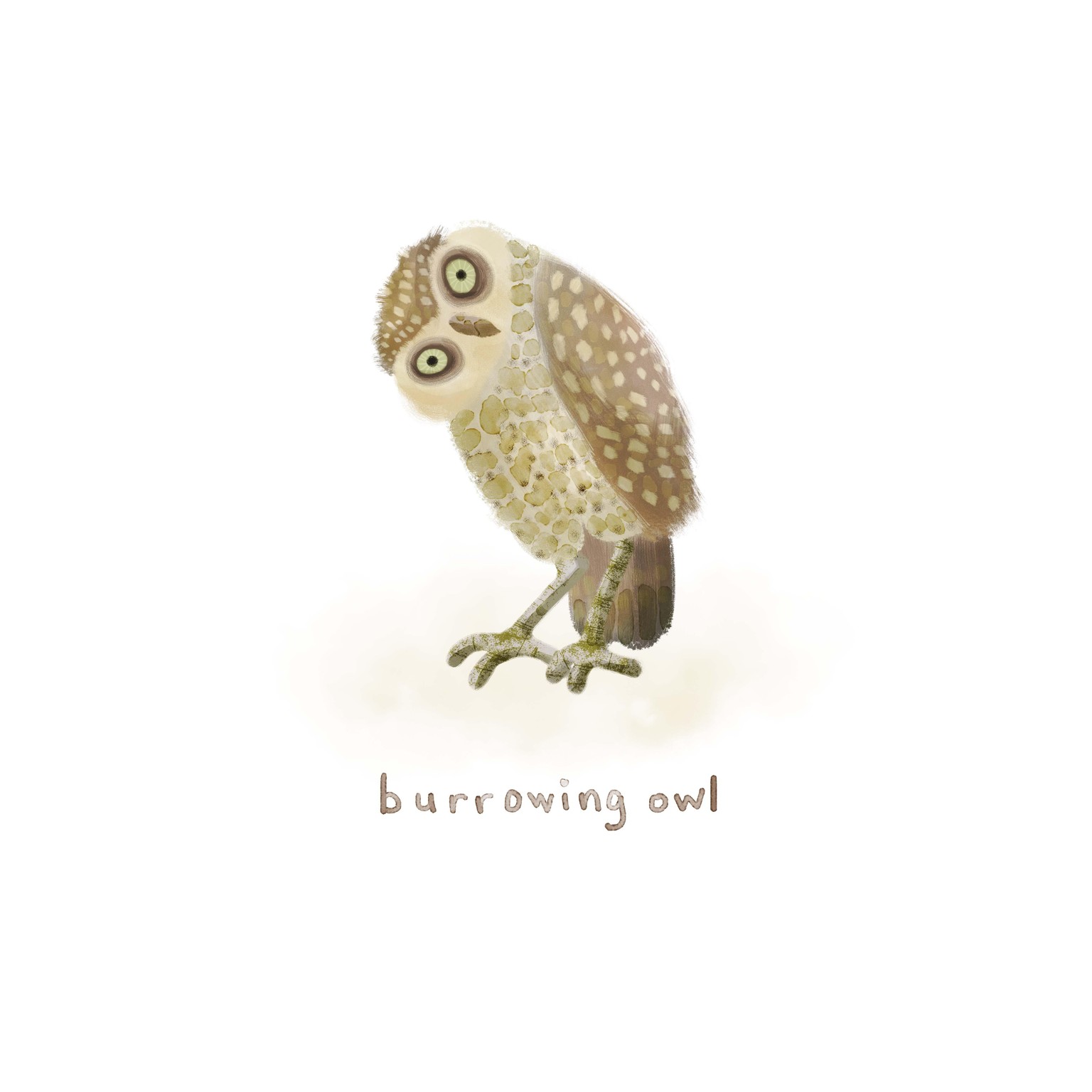 30 days of birds - image 3 - student project