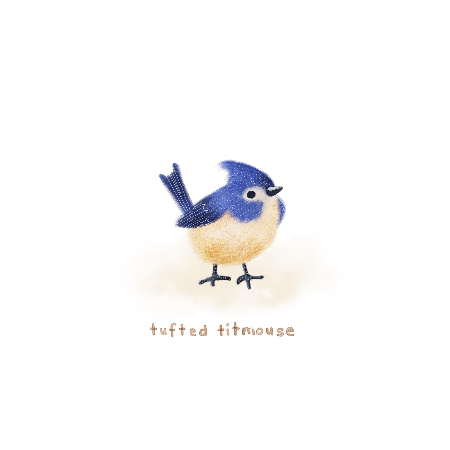 30 days of birds - image 5 - student project