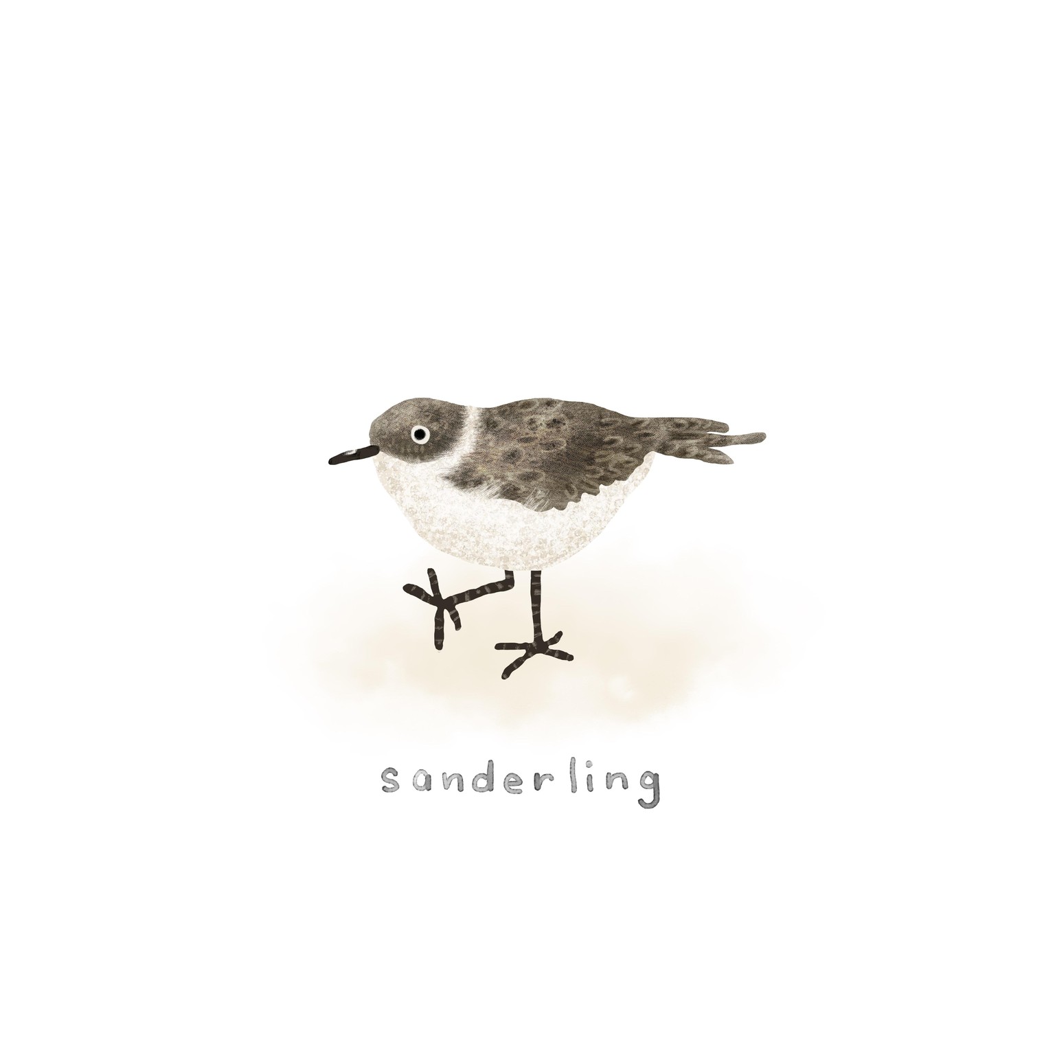 30 days of birds - image 7 - student project