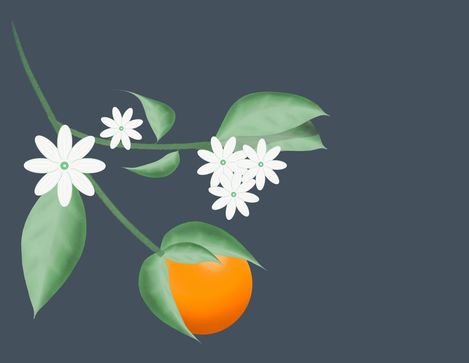 Flowers and Fruit - image 3 - student project