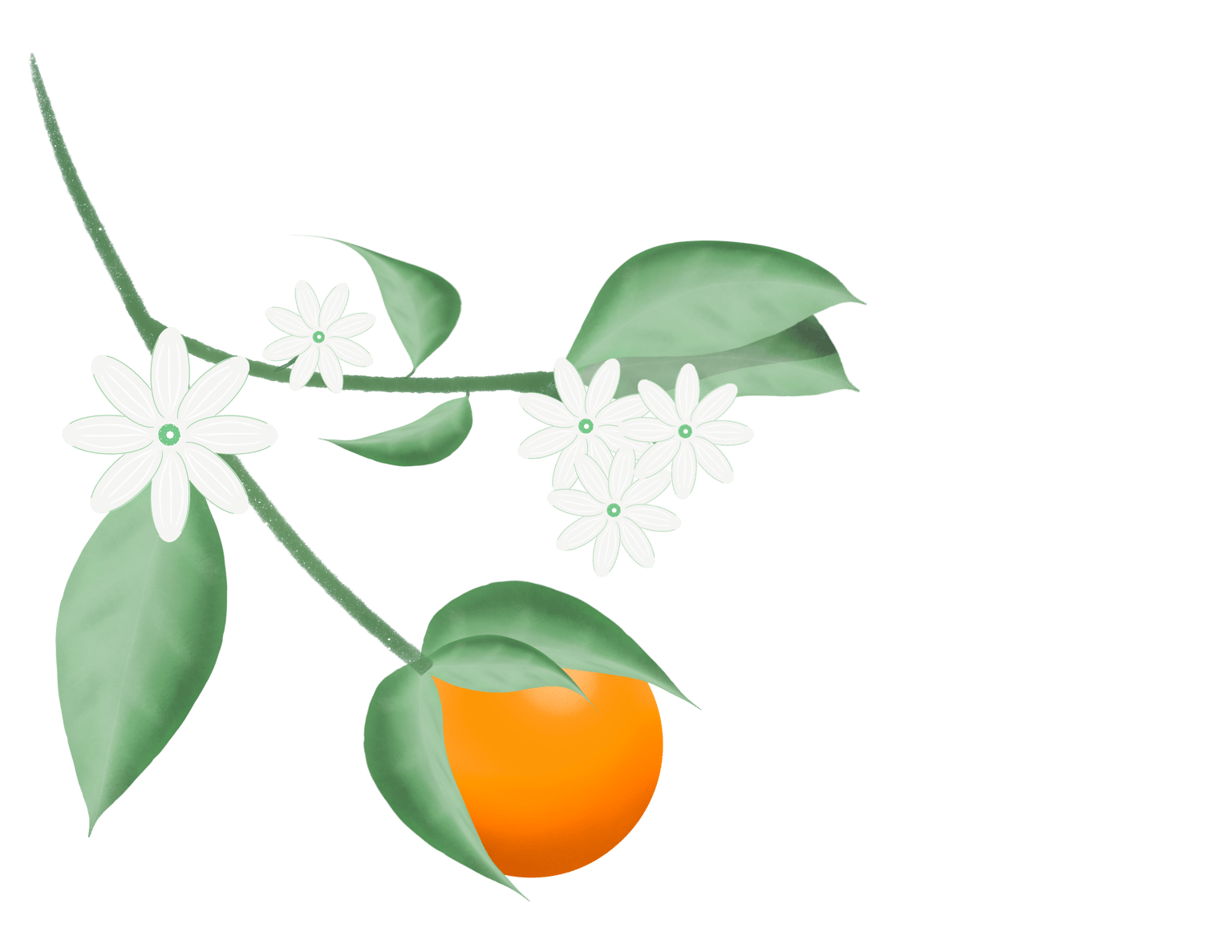 Flowers and Fruit - image 4 - student project