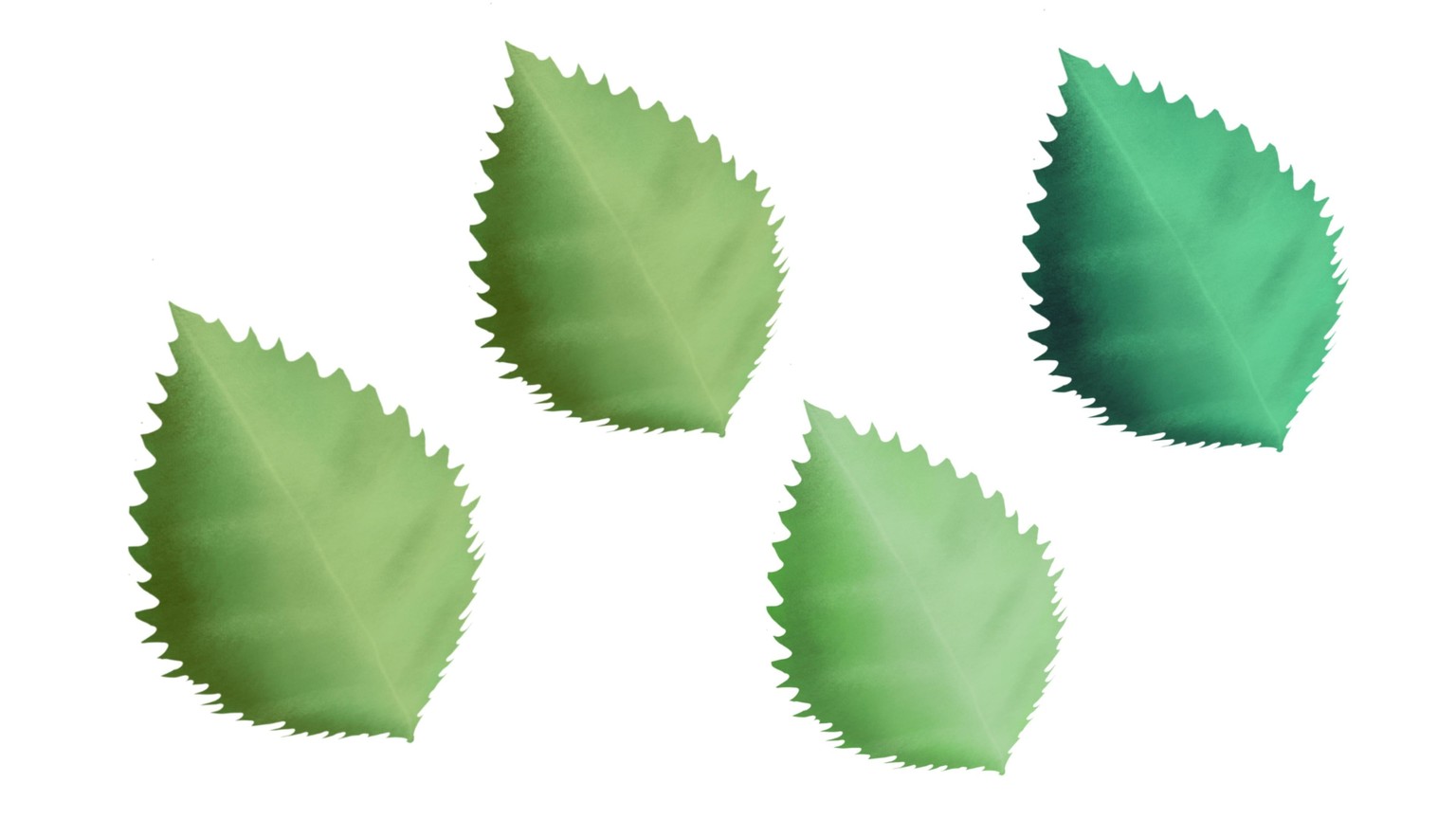 Flowers and Fruit - image 2 - student project