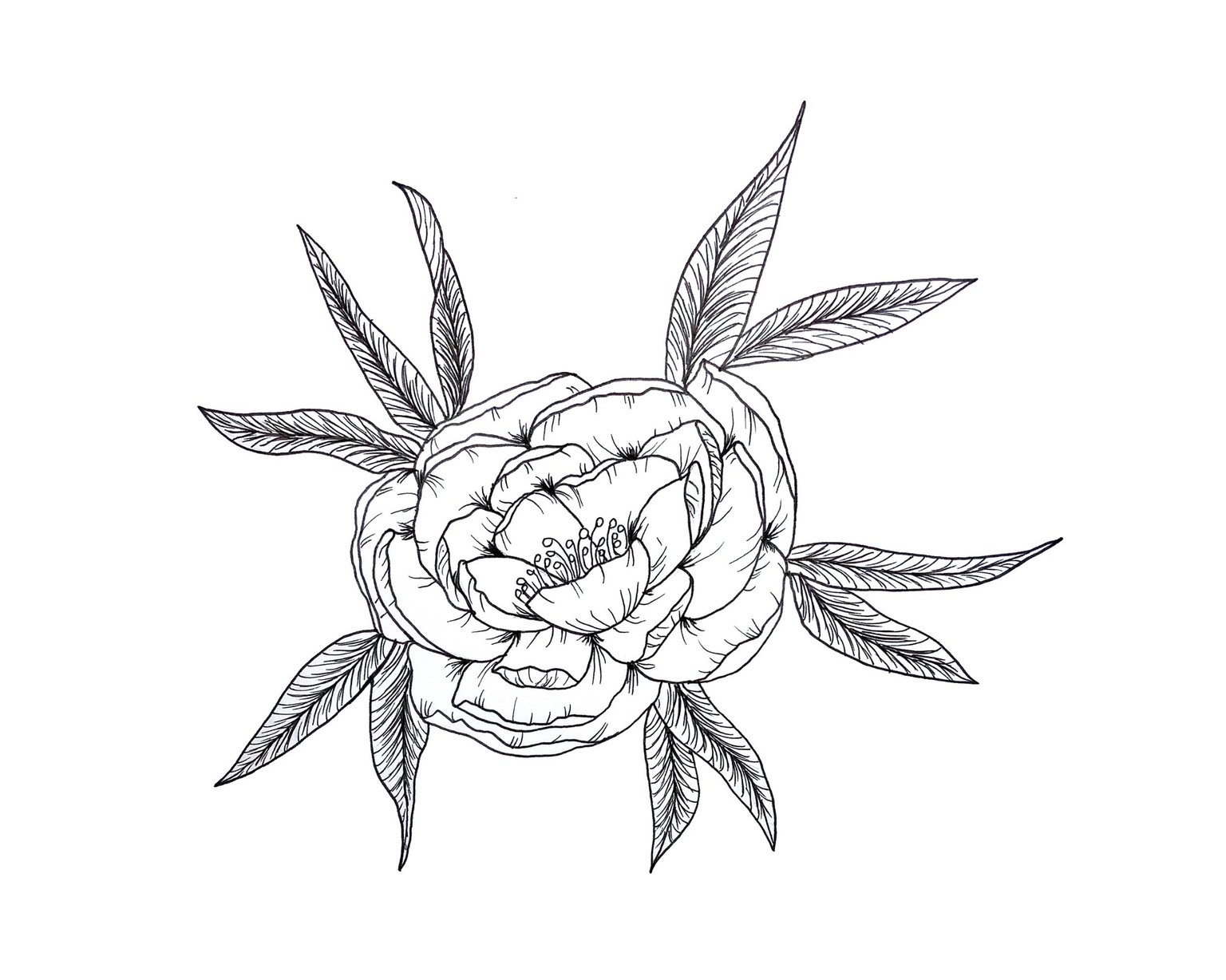 Peony line drawing - beginner - image 1 - student project