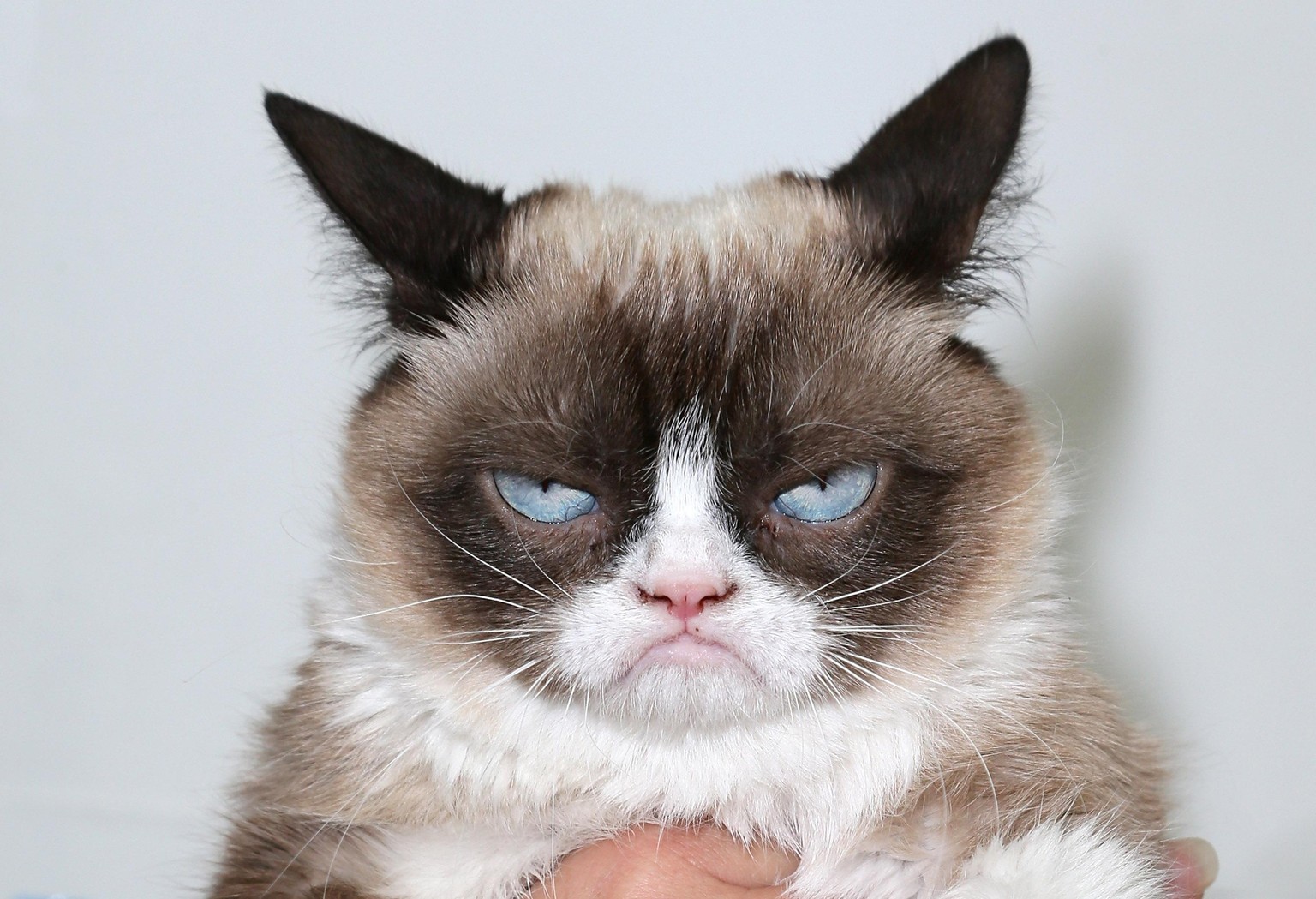 Grumpy cat - image 1 - student project