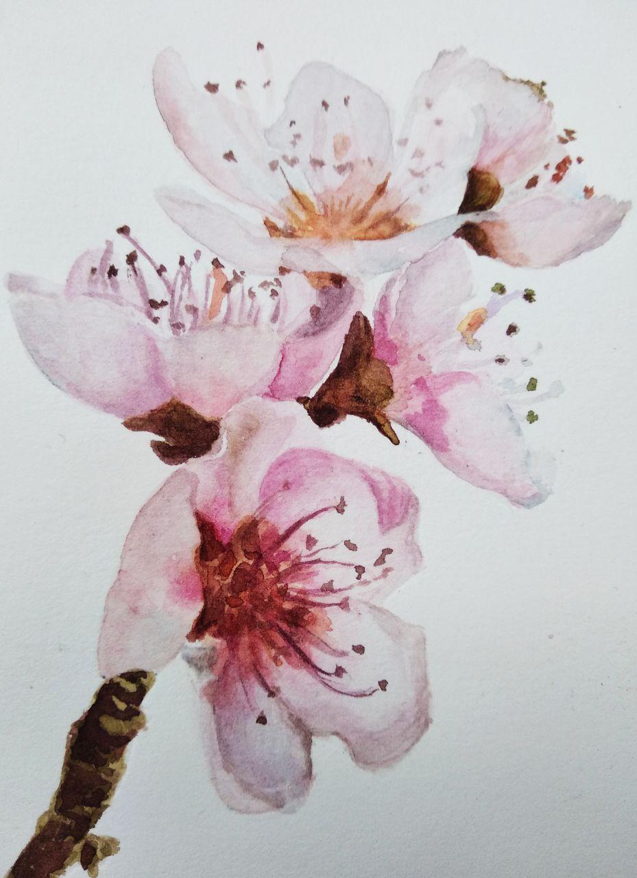 Cherry blossom - image 1 - student project