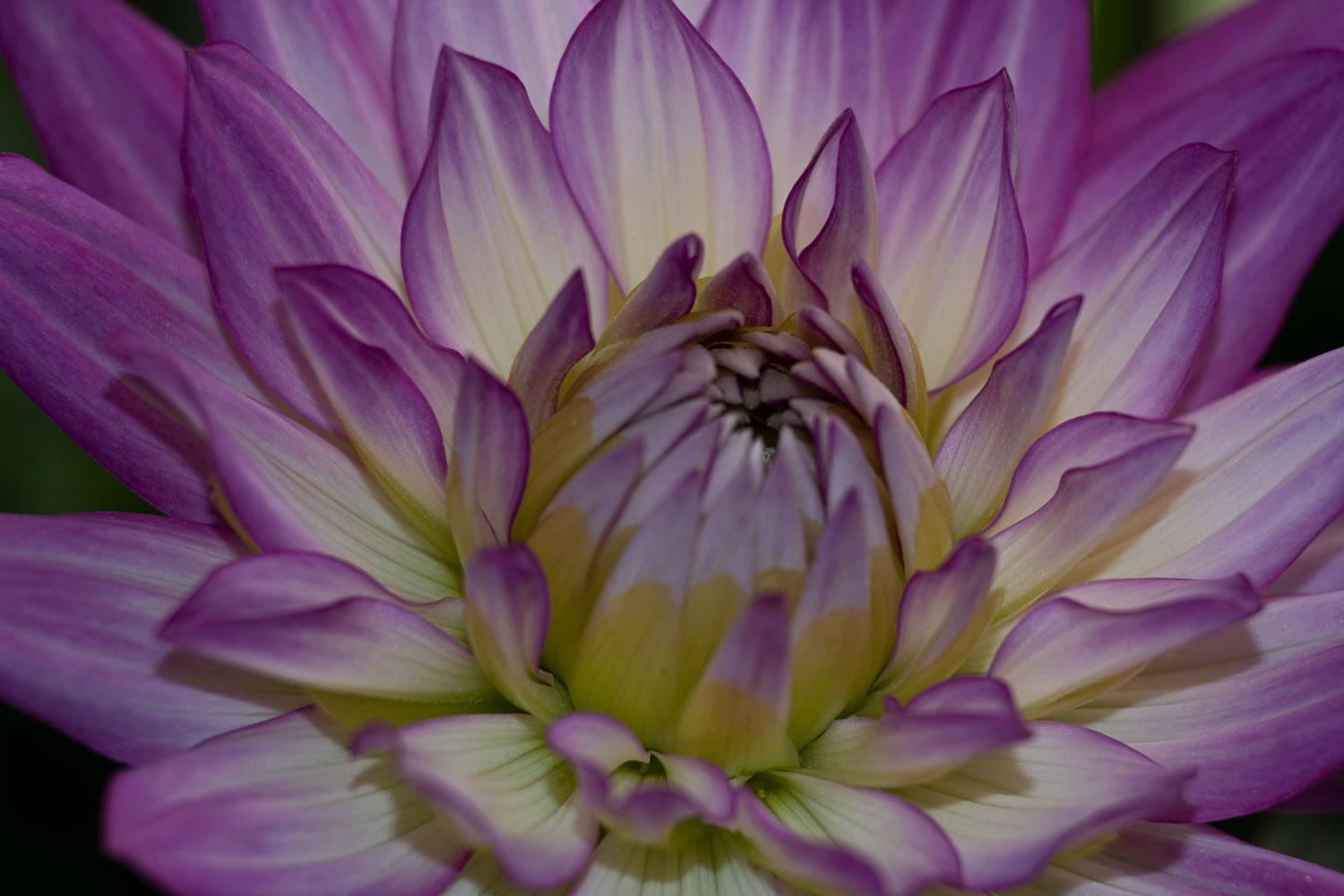 I can't remember what these flowers are called, but they're pretty - image 1 - student project