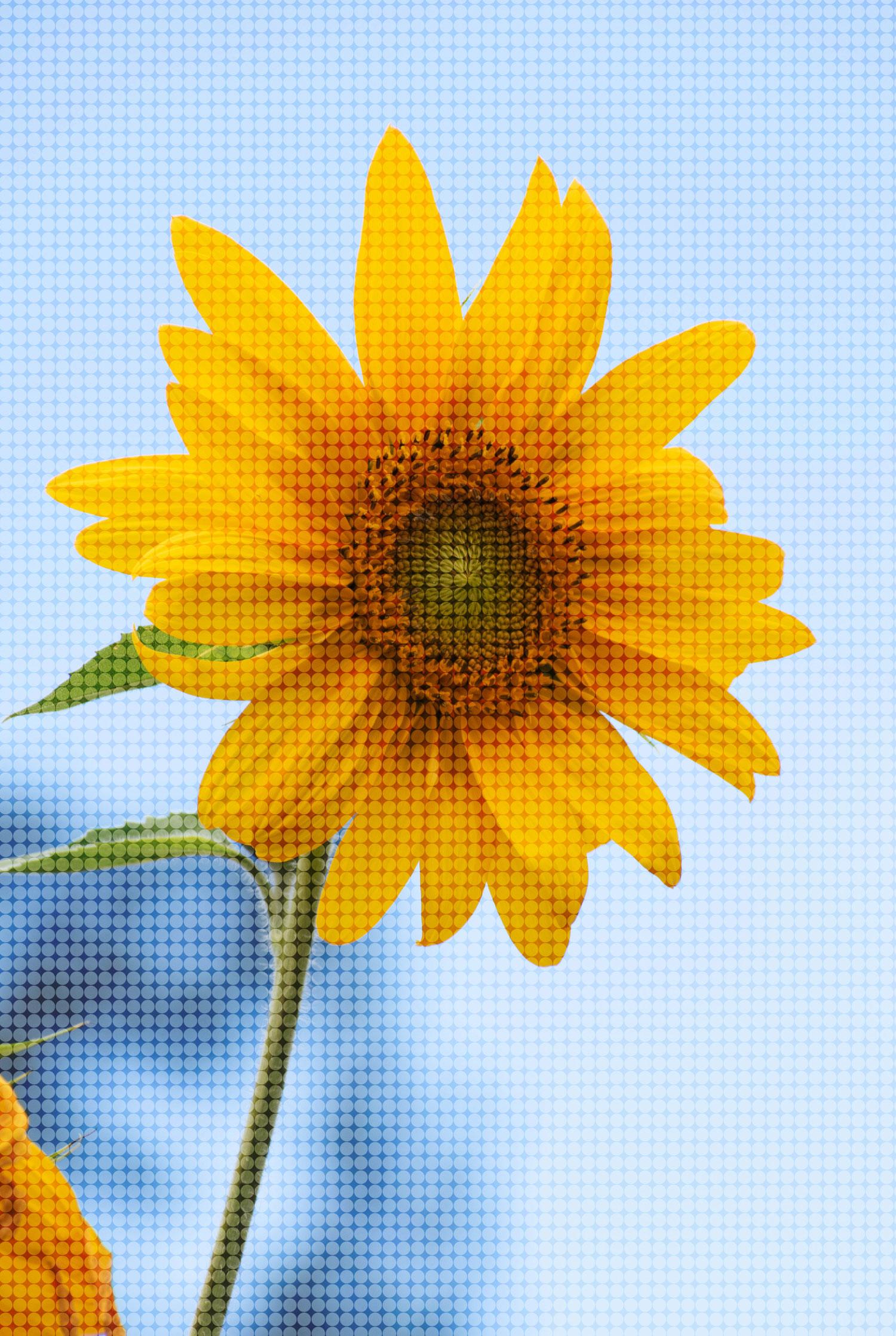 Grids, circles, and other fun. - image 1 - student project