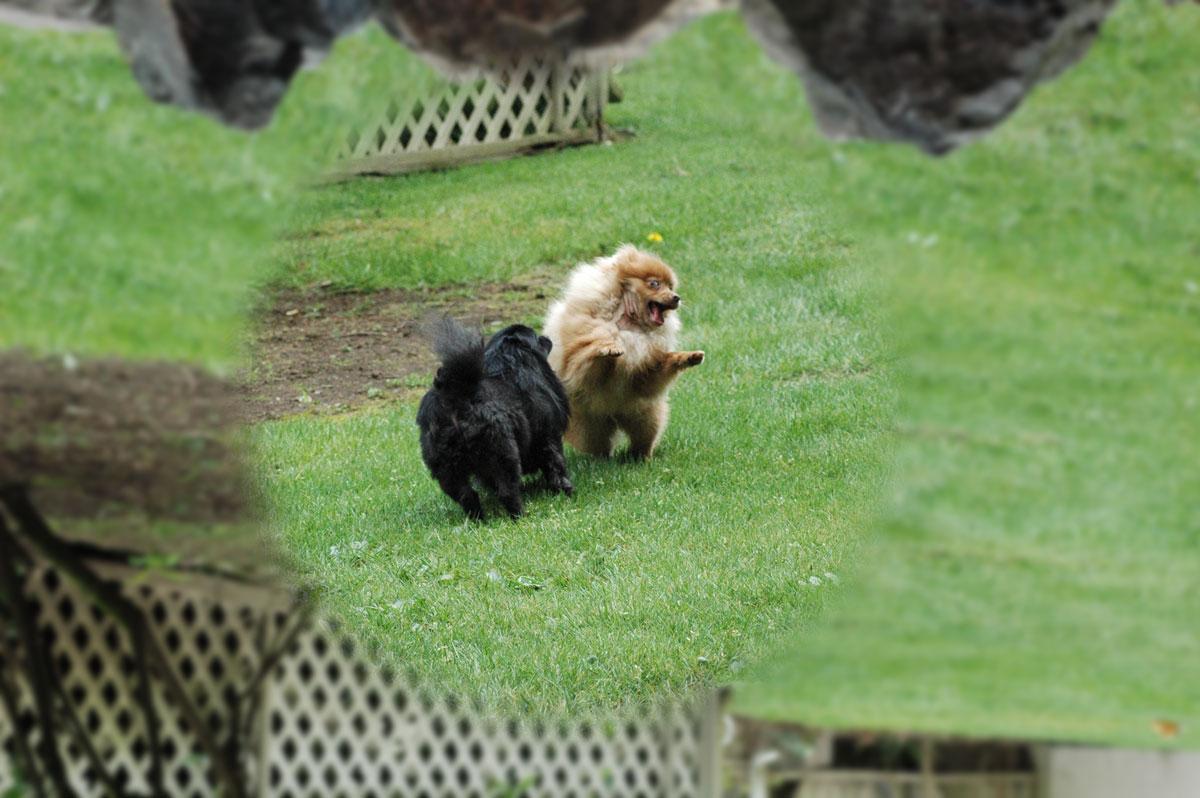 This is Lilly and Kodi playing when they were young. - image 1 - student project
