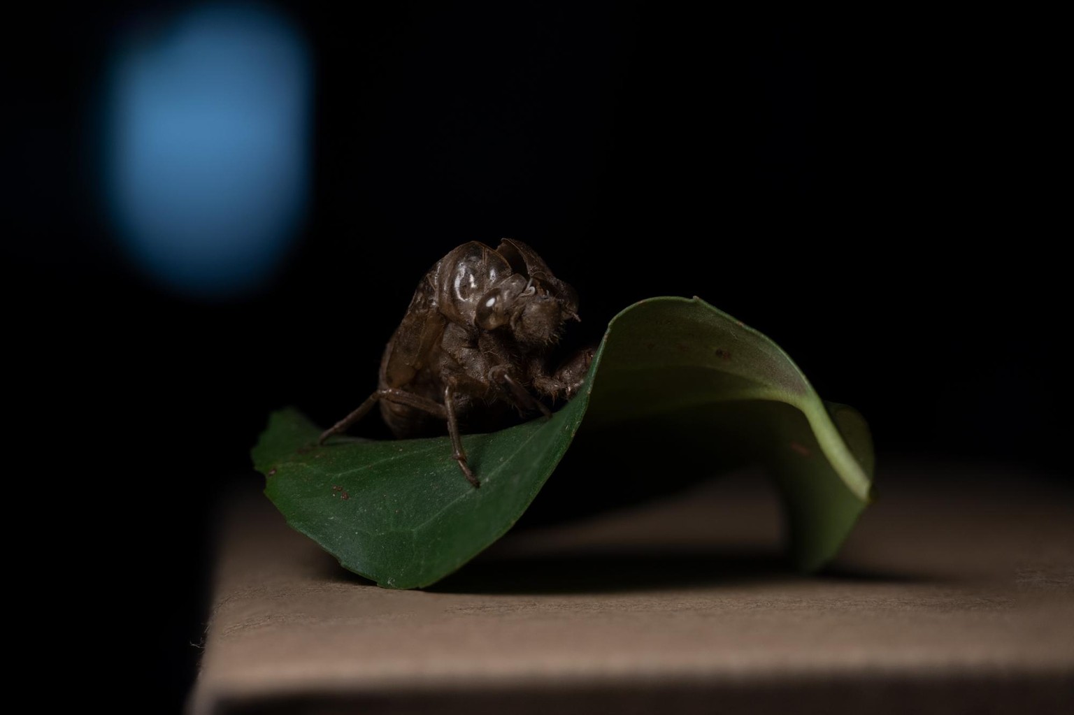 I love focus stacking! - image 1 - student project