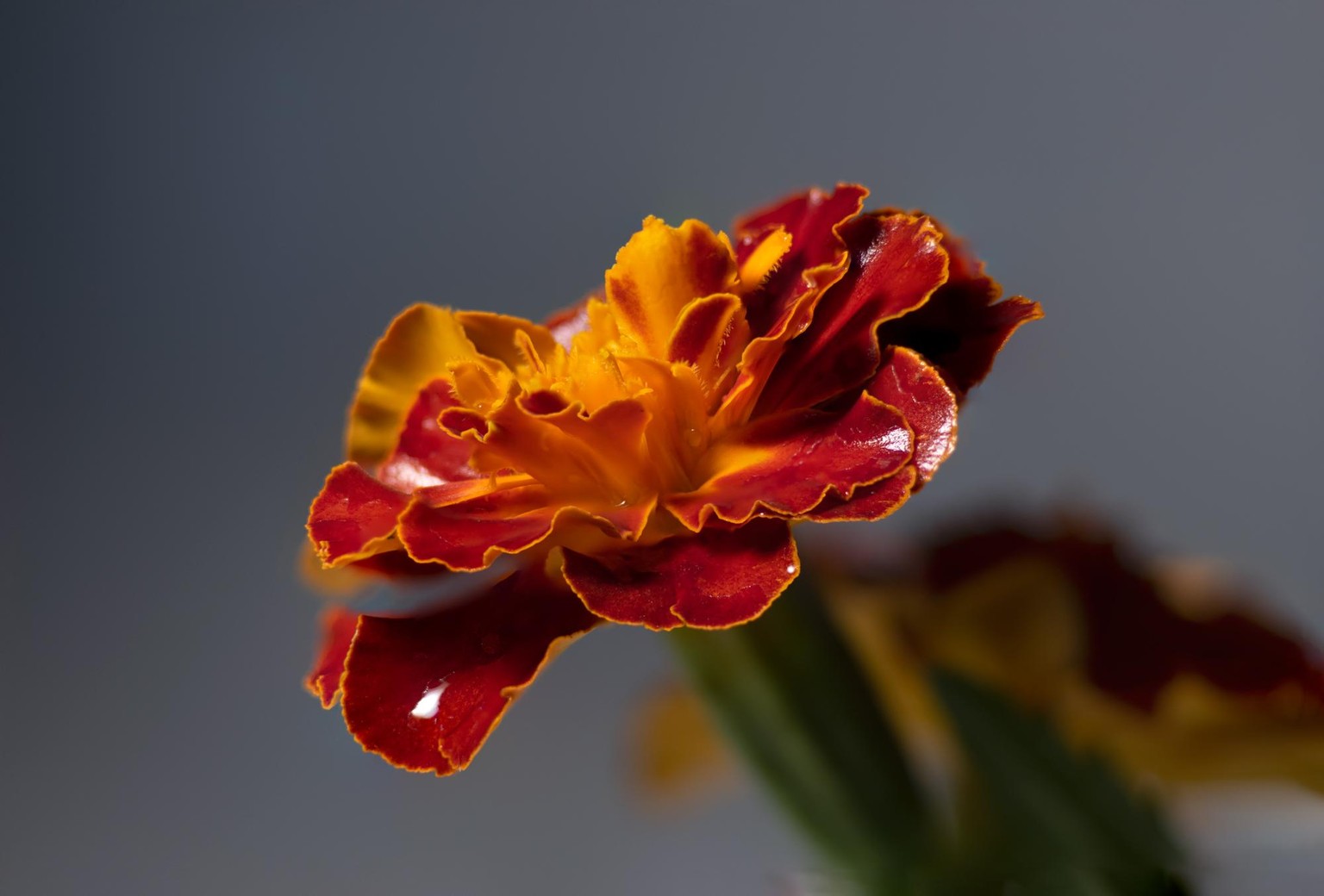 I love focus stacking! - image 2 - student project