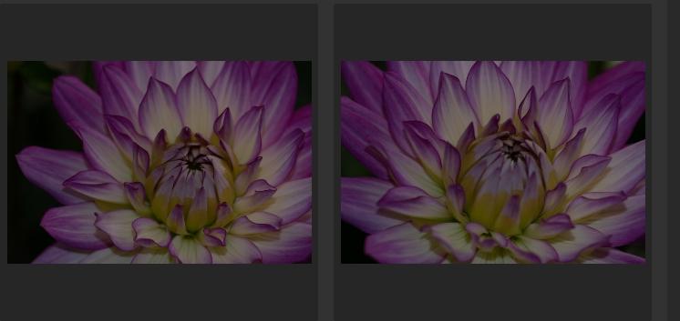 I can't remember what these flowers are called, but they're pretty - image 3 - student project