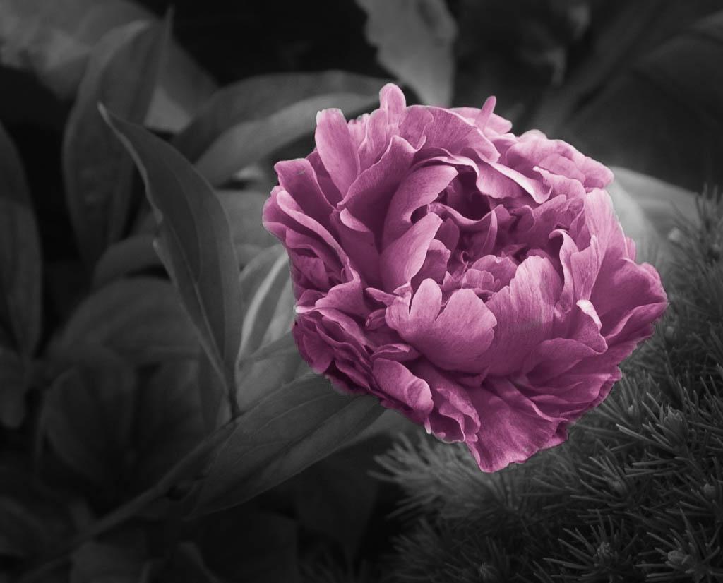 Probably more along the line of selective coloring than tinting. - image 1 - student project