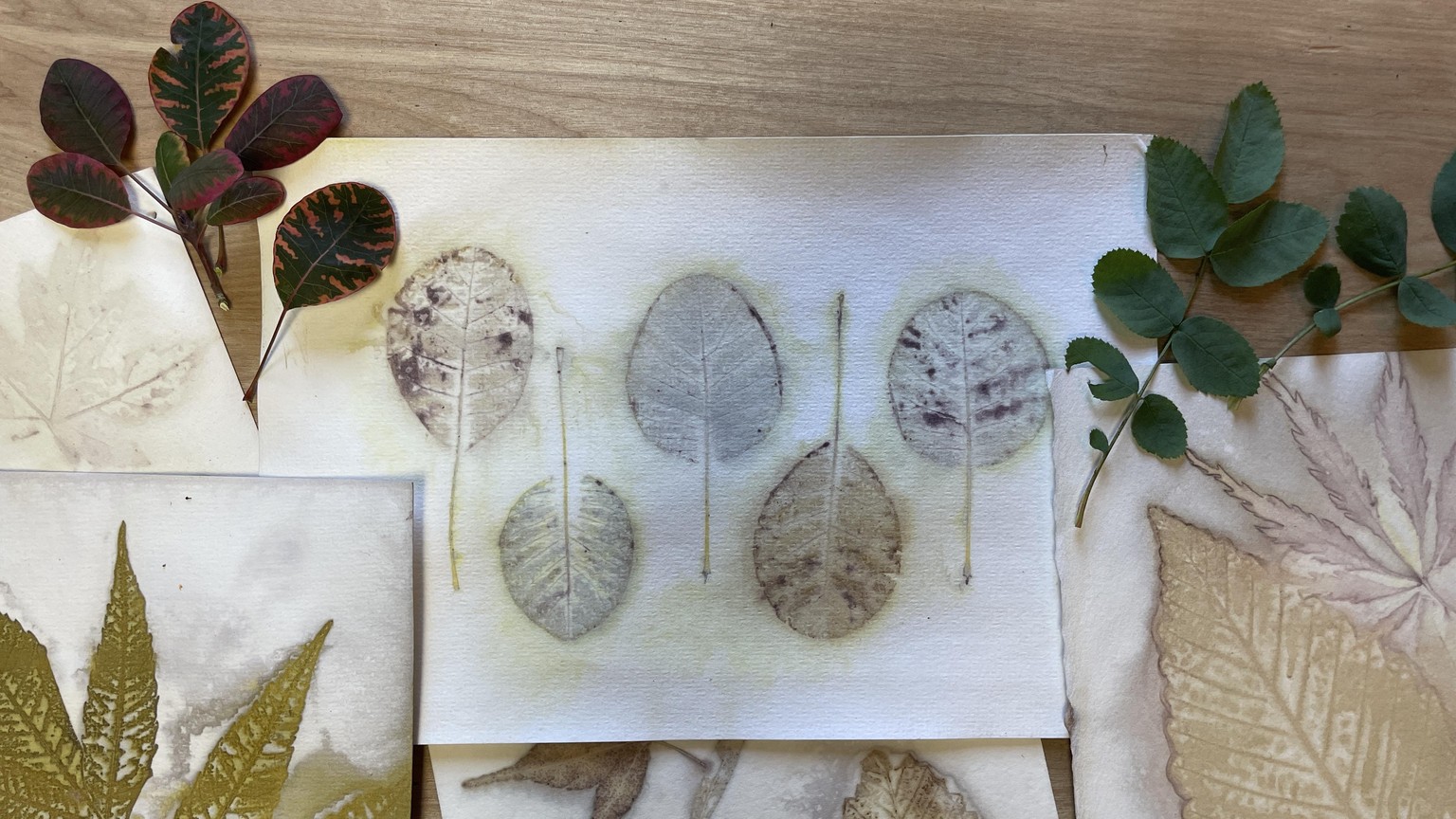 Smokebush leaf prints - image 1 - student project