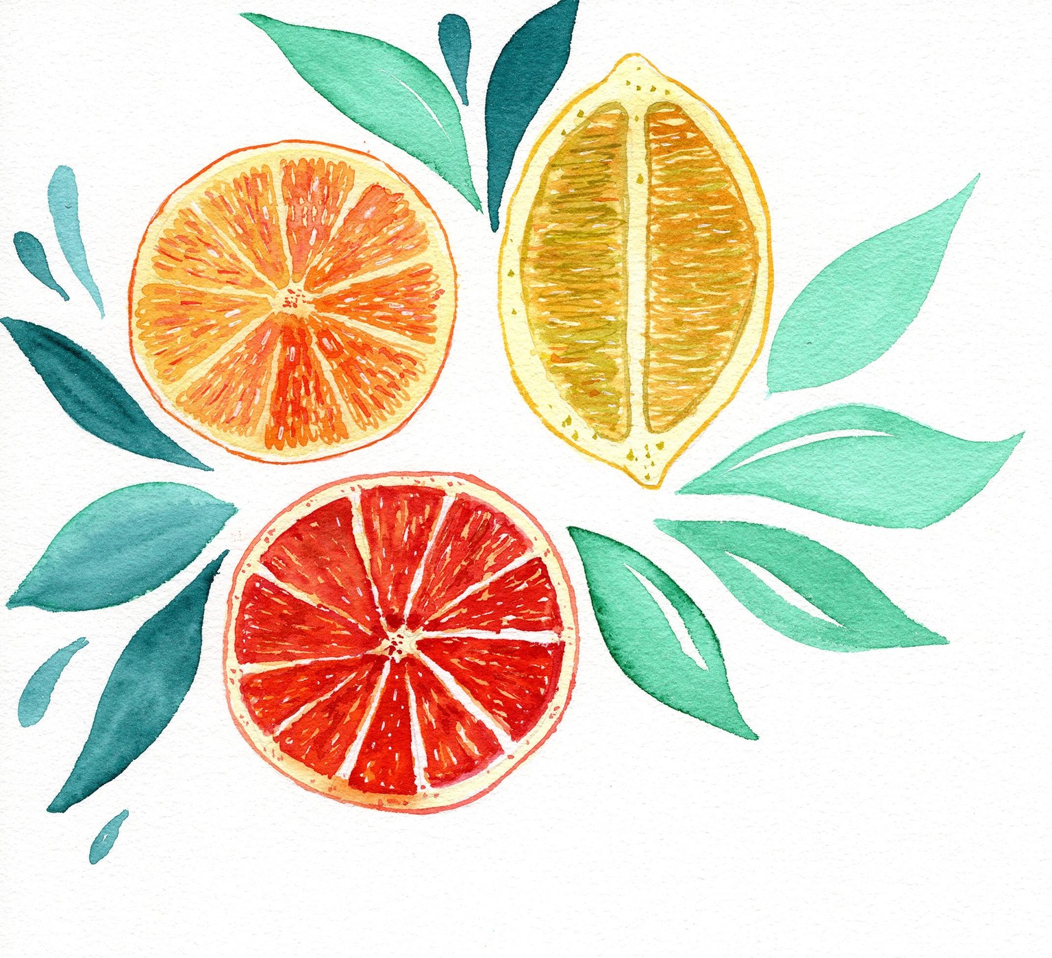 Citrus fruits - image 1 - student project