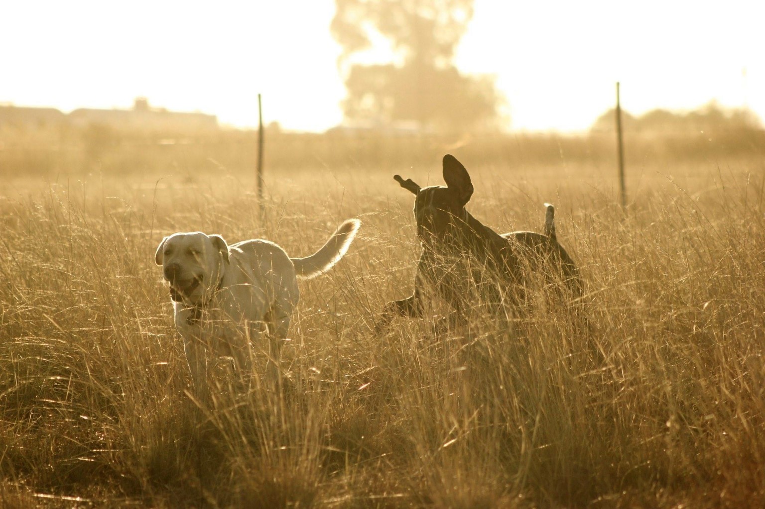 An afternoon in the field - image 2 - student project