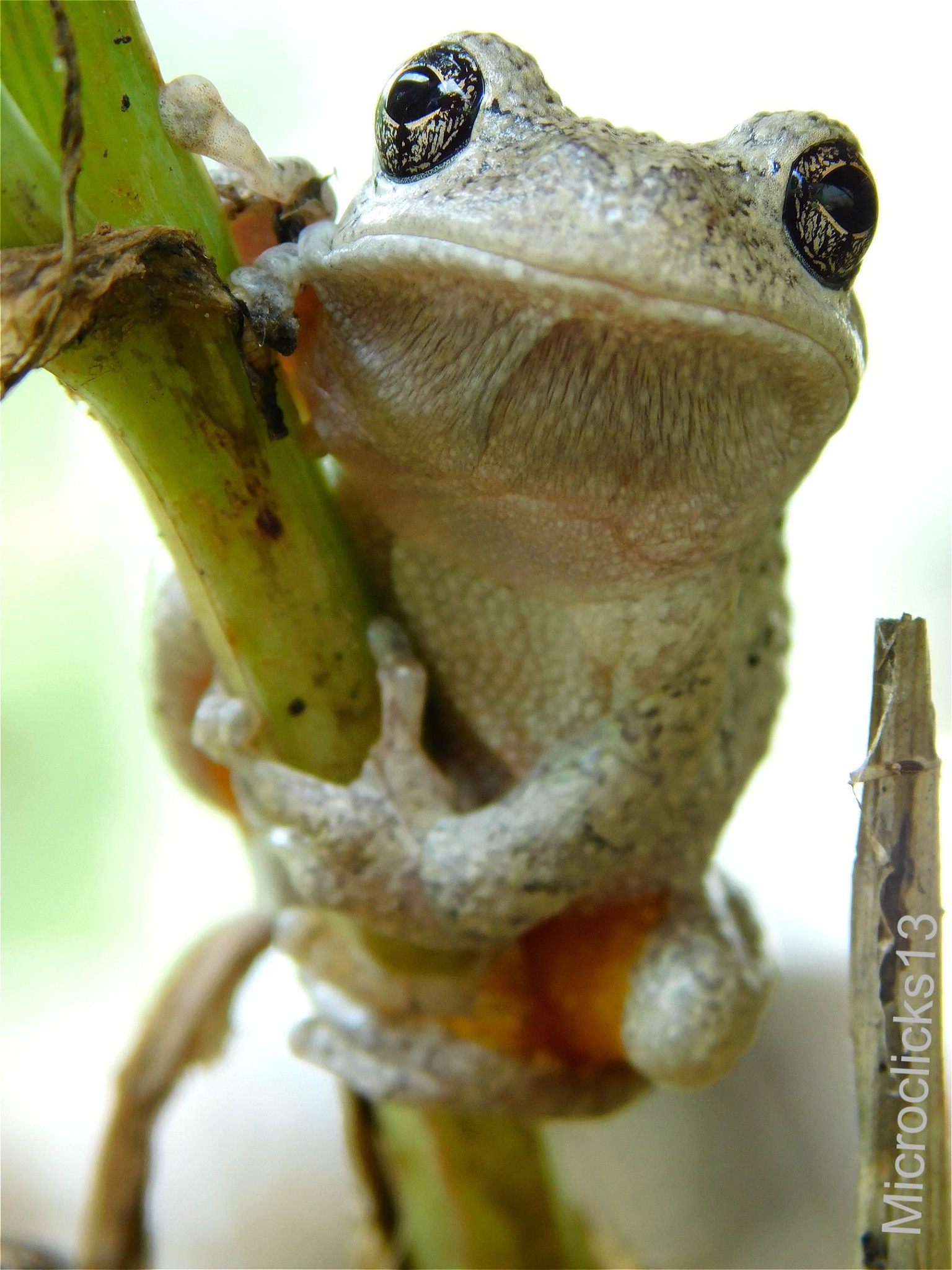 Cute frog (I had to crop the thumbnail. Just open the post for a better picture) - image 1 - student project