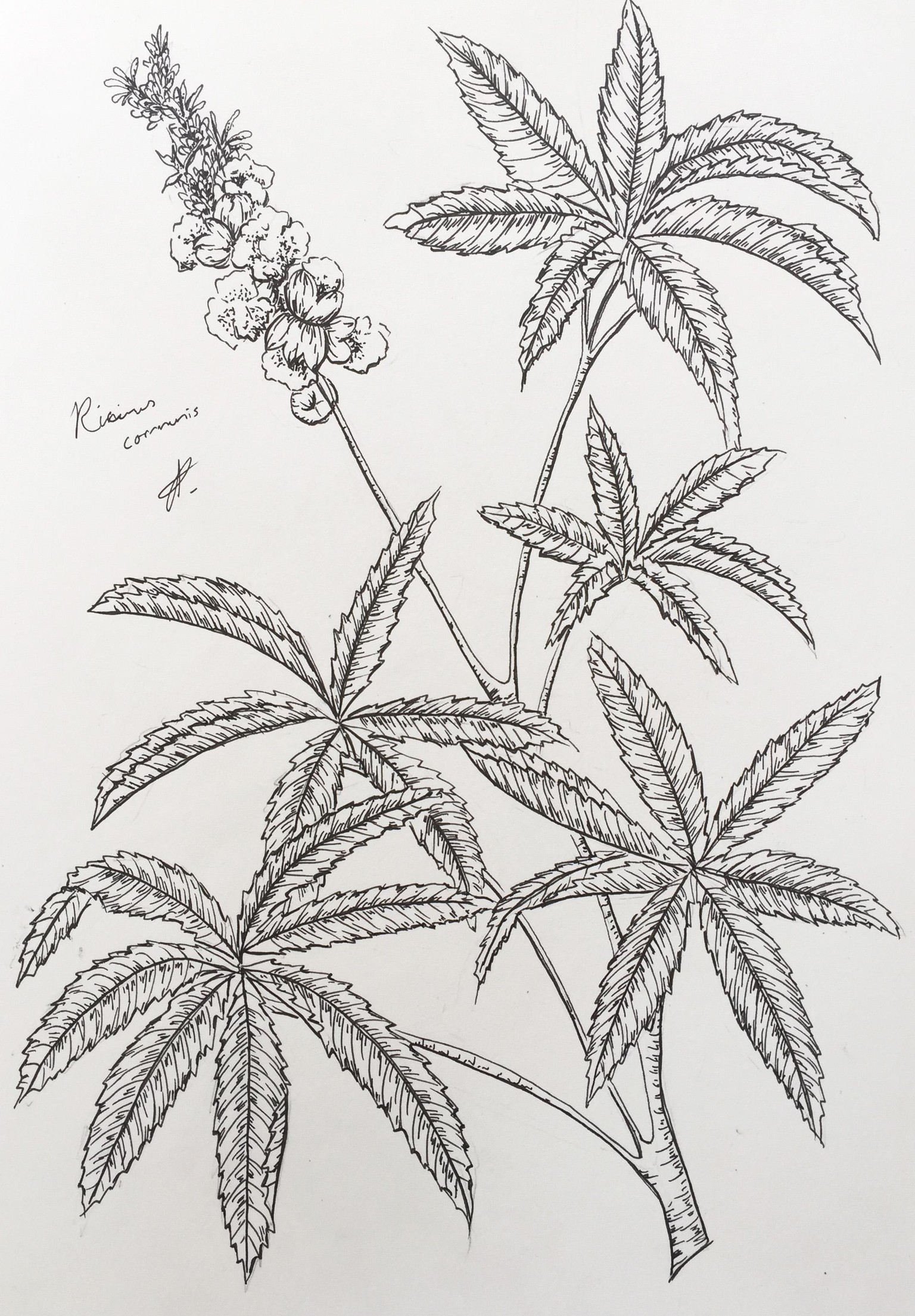 Botanical Illustrations | Poisonous Plants (Part 2) - image 3 - student project