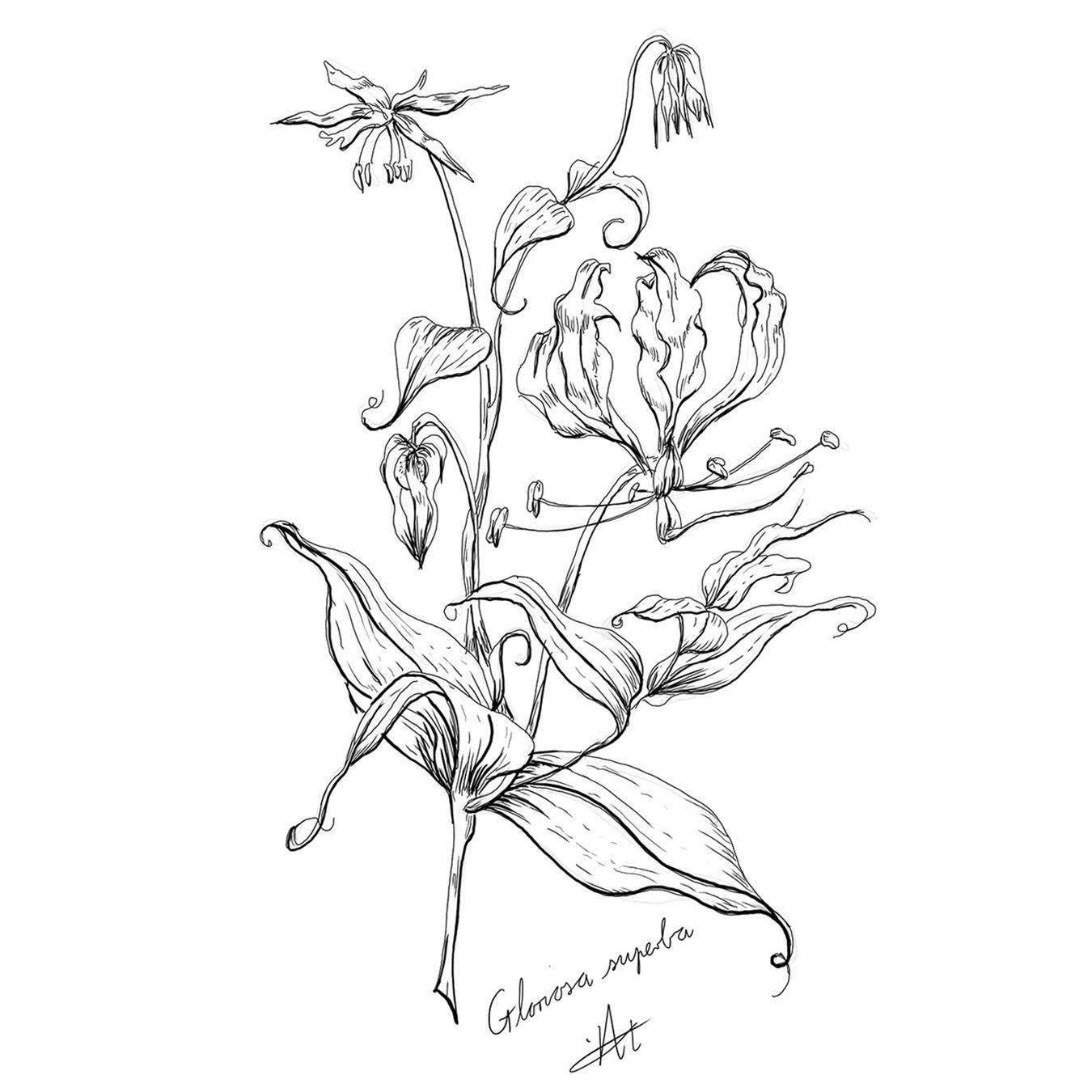 Botanical Line Illustrations | South African Plants (1) - image 2 - student project