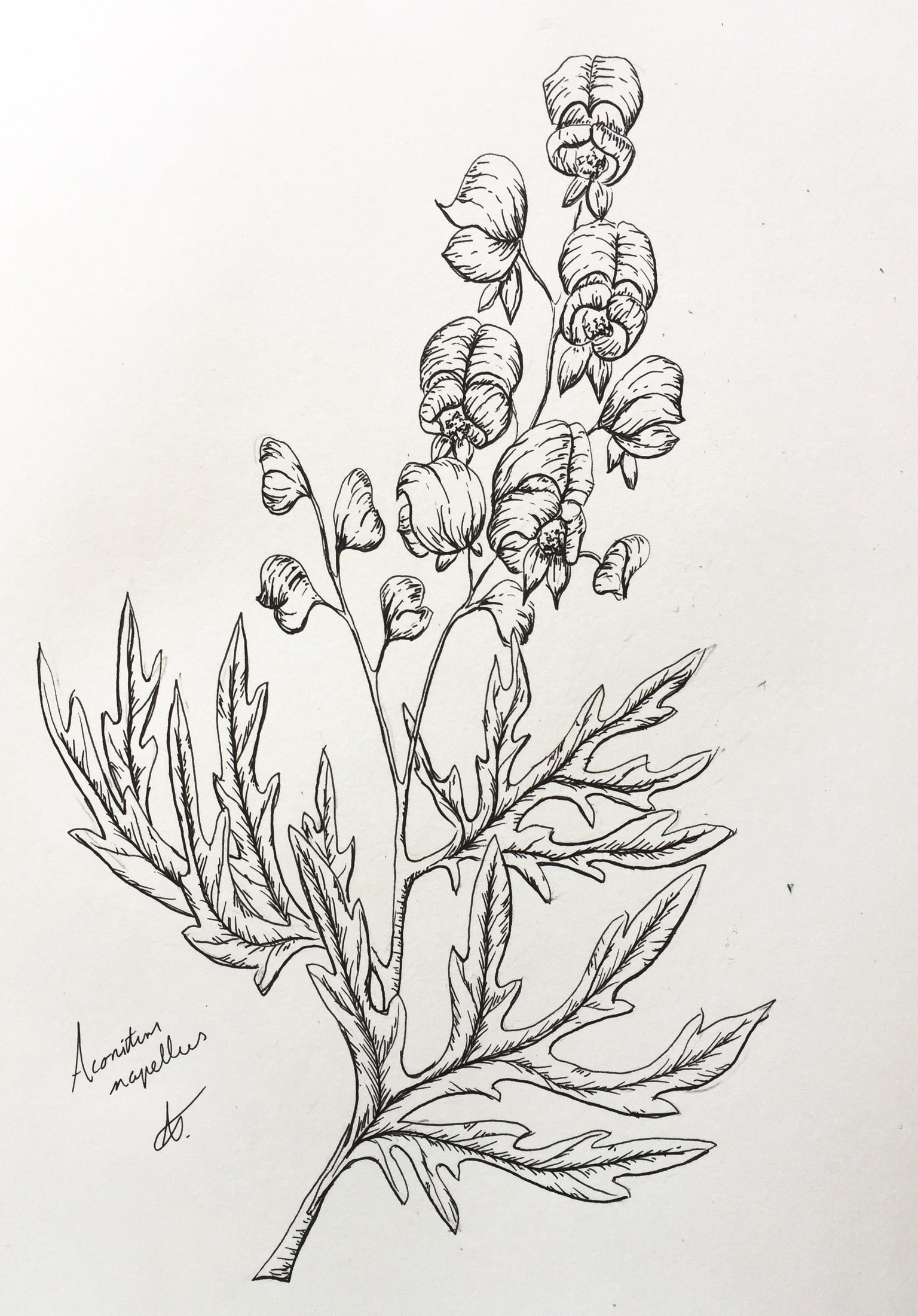 Botanical Illustrations | Poisonous Plants (Part 2) - image 2 - student project