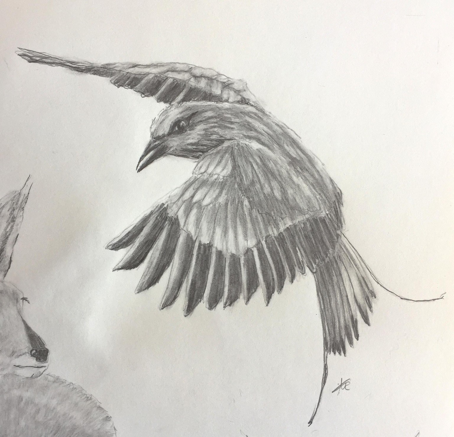 Bird Pencil Drawing - image 1 - student project