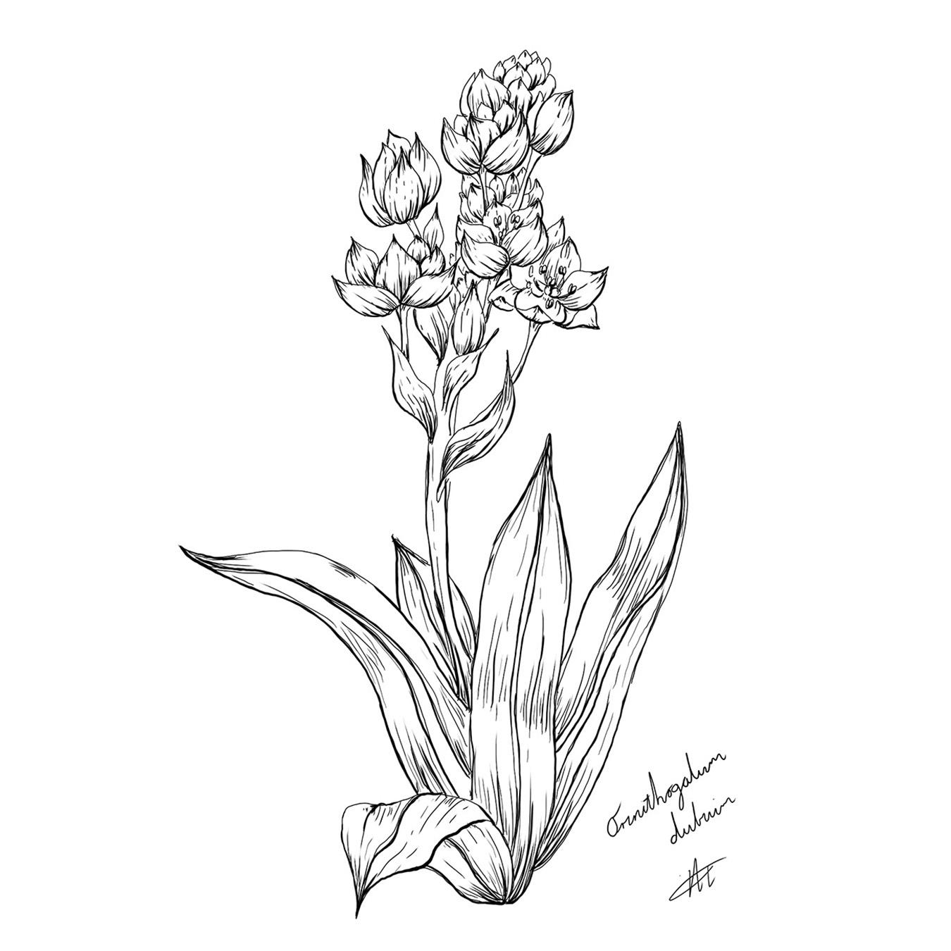 Botanical Line Illustrations | South African Plants (1) - image 1 - student project