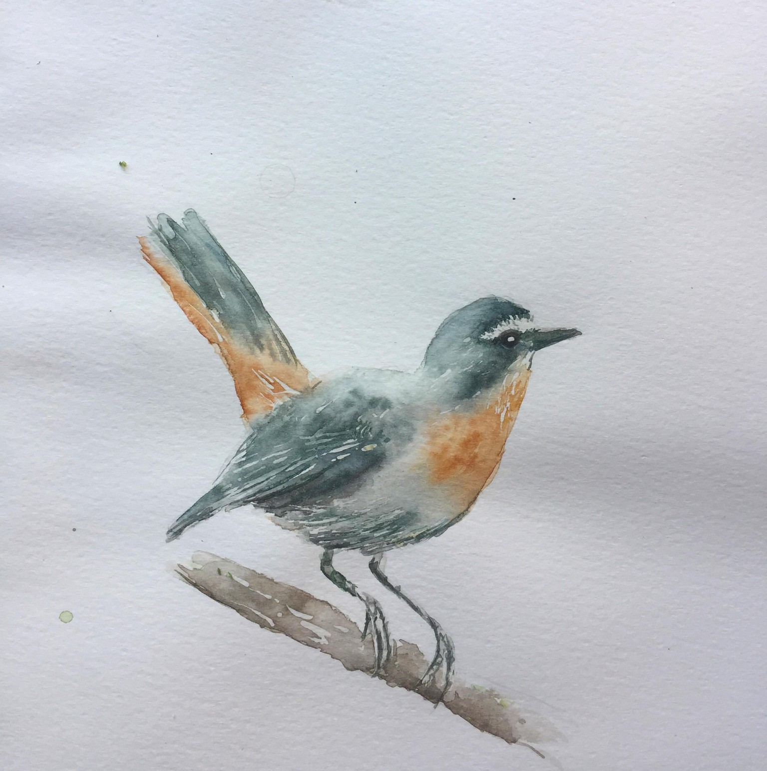 Cape Robin Watercolour - image 1 - student project