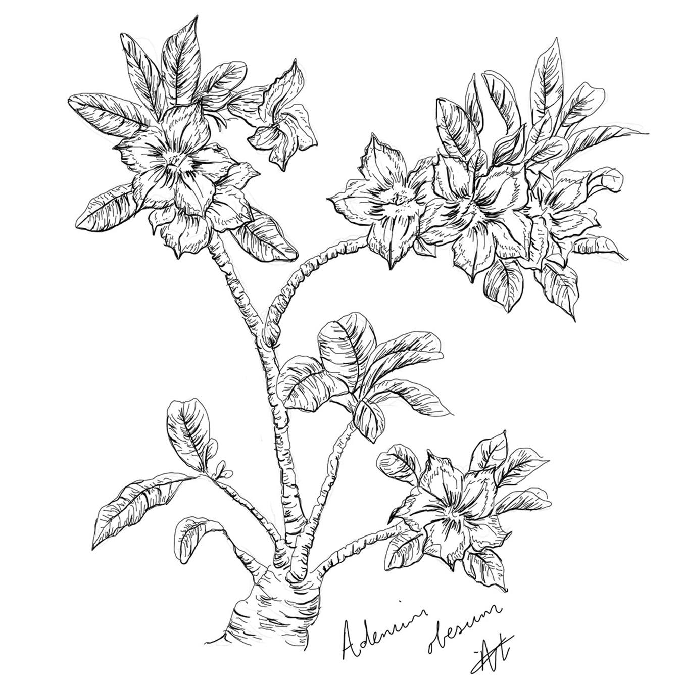 Botanical Line Illustrations | South African Plants (1) - image 3 - student project