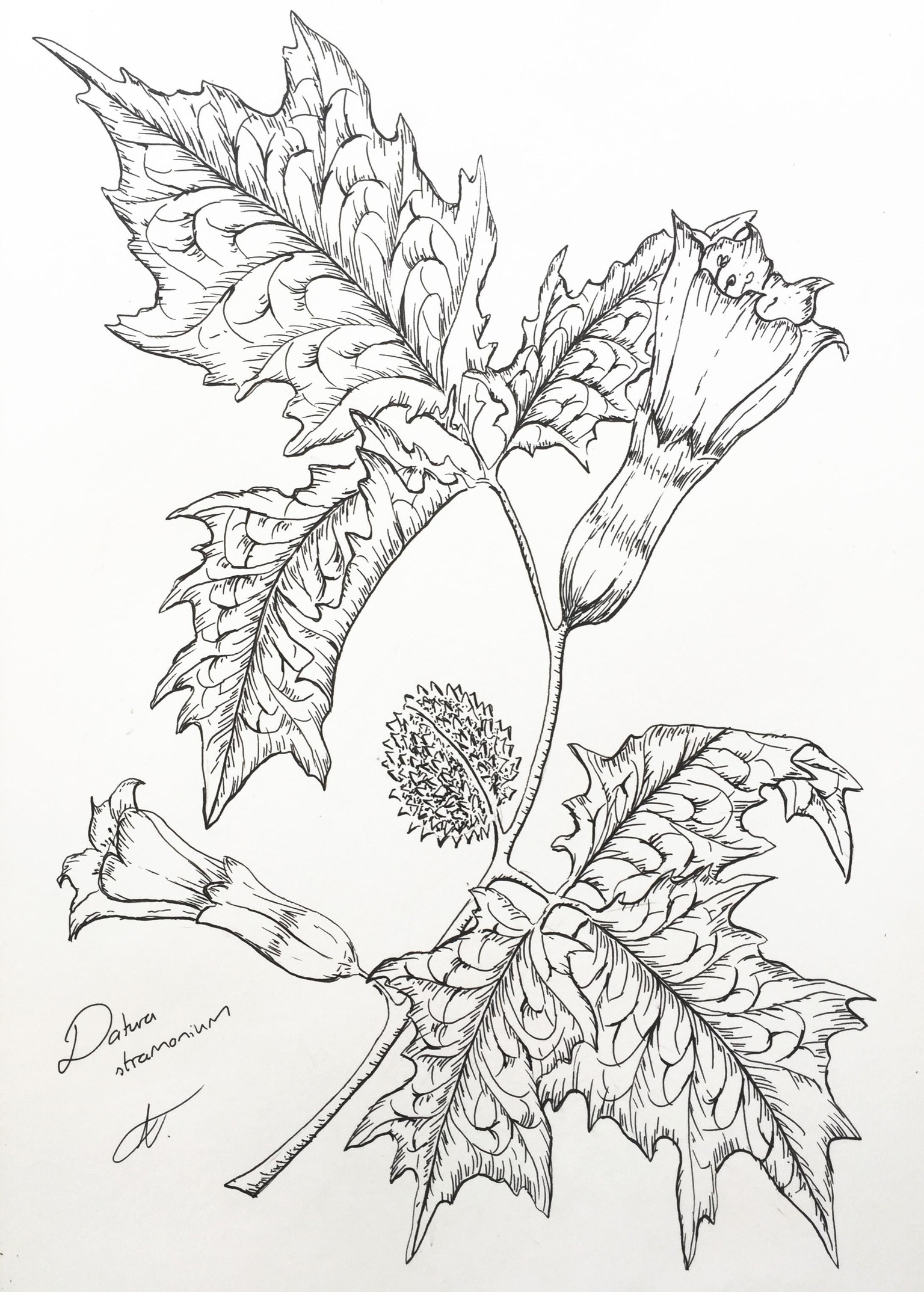 Botanical Illustrations | Poisonous Plants (Part 2) - image 1 - student project