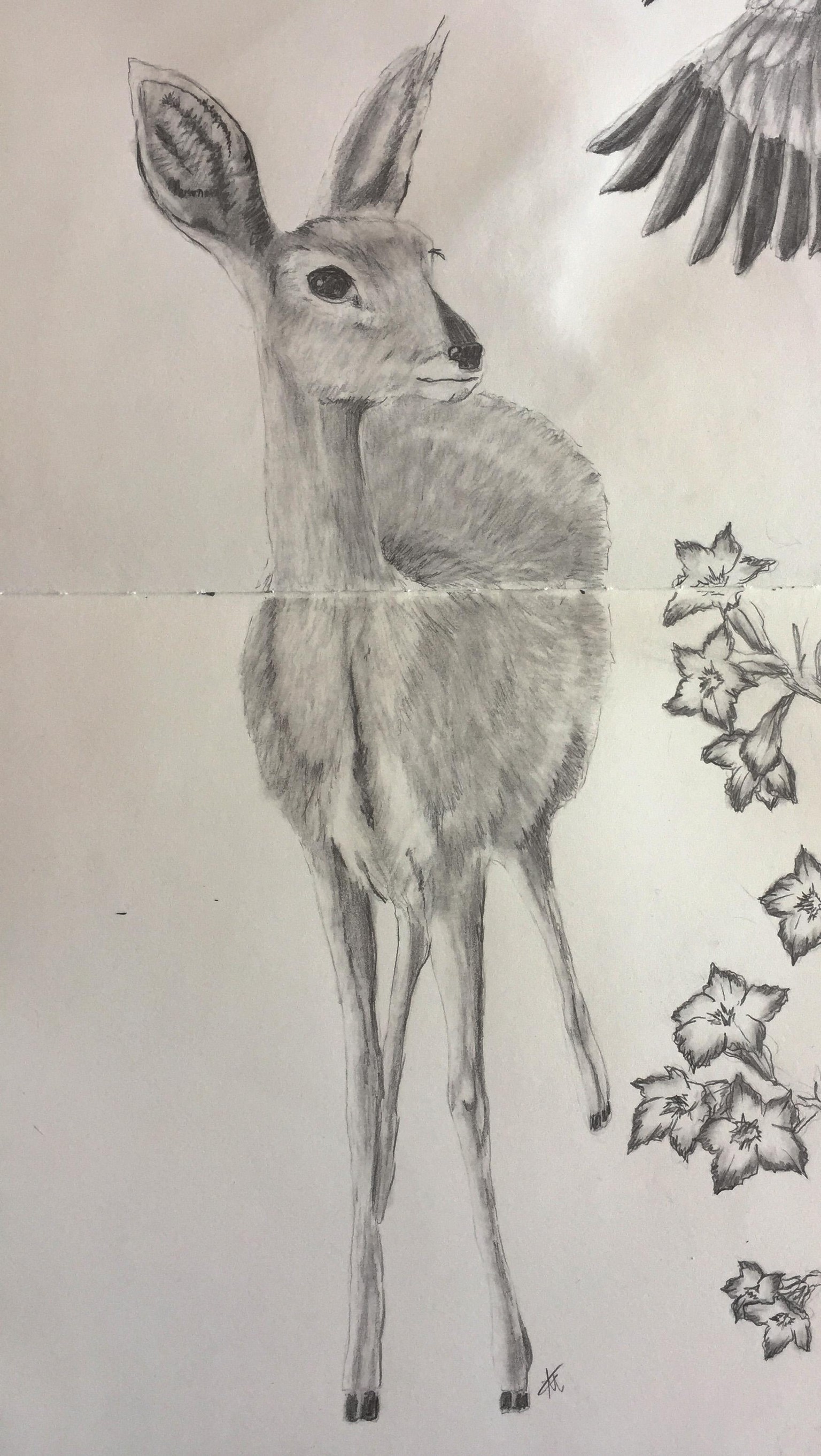Impala Pencil Drawing - image 1 - student project