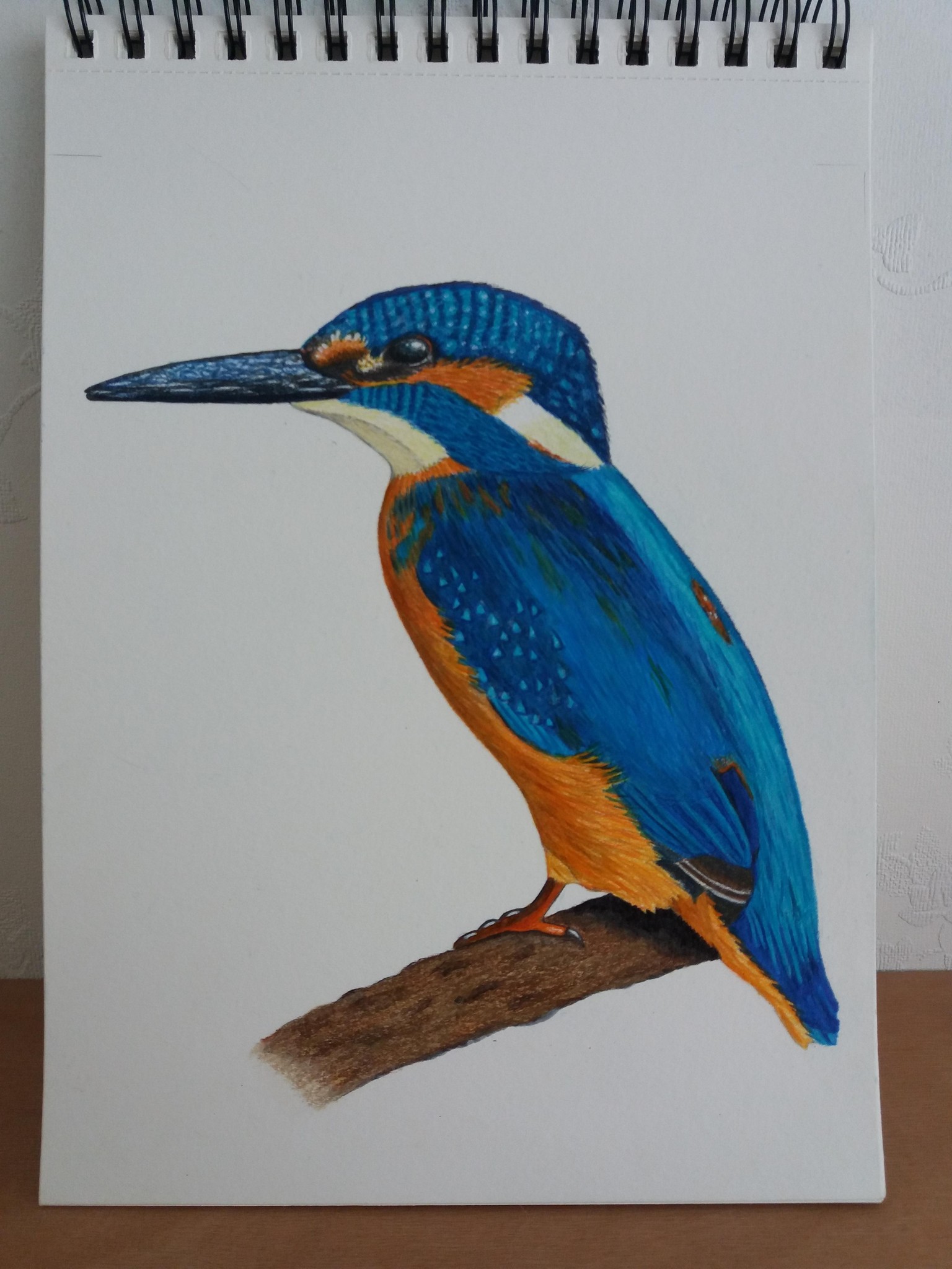 Kingfisher in pencil - image 2 - student project