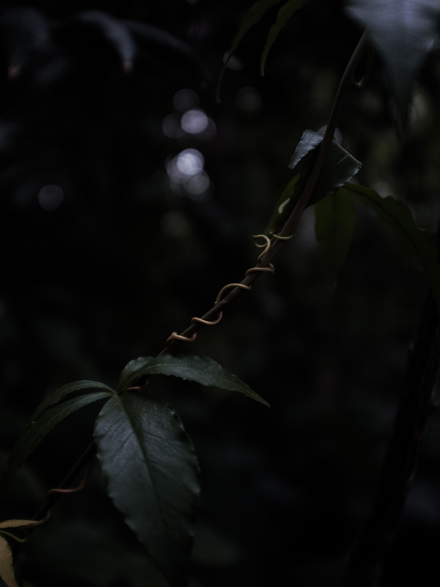 A Forest - image 2 - student project