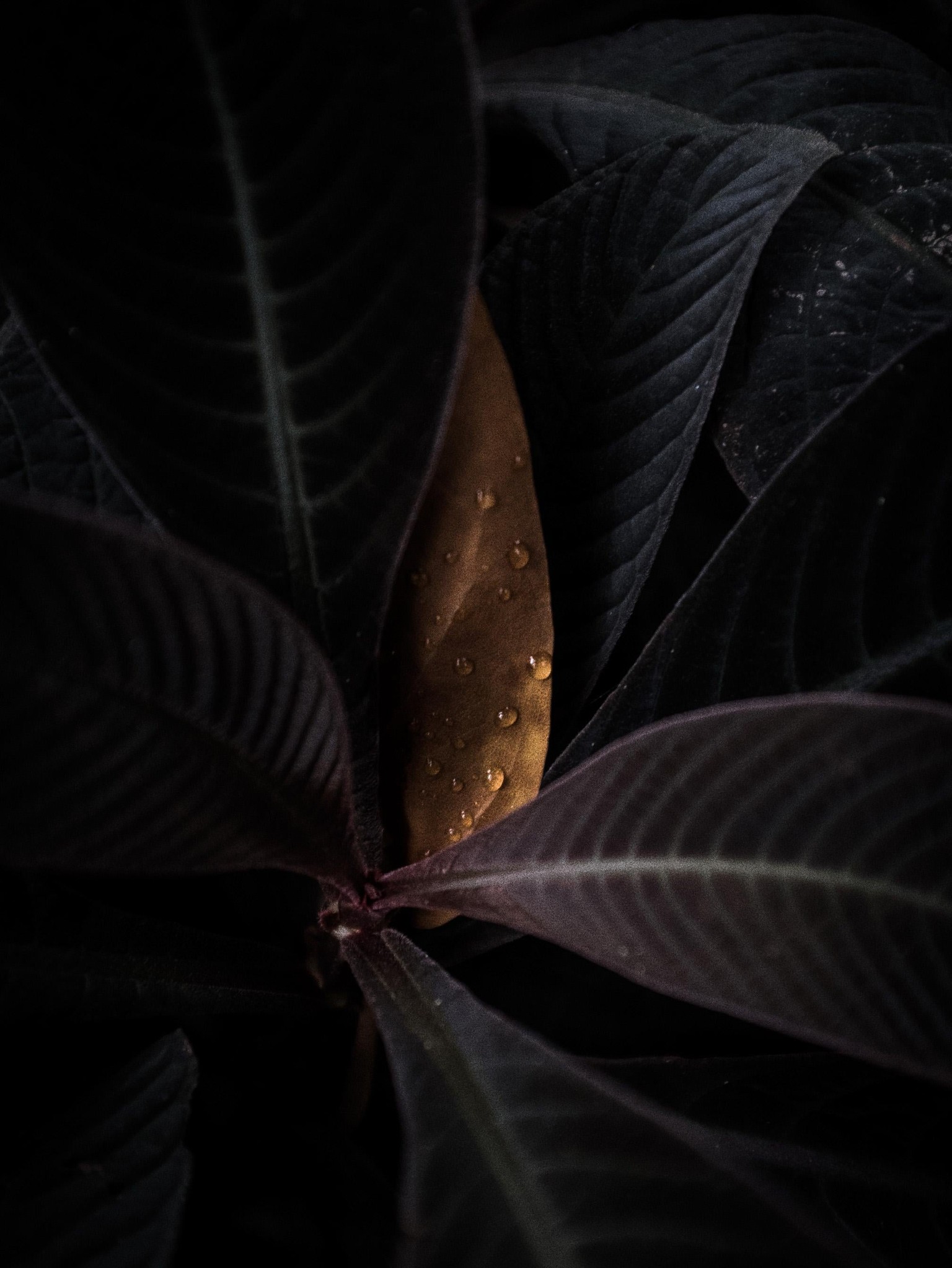 A Forest - image 3 - student project