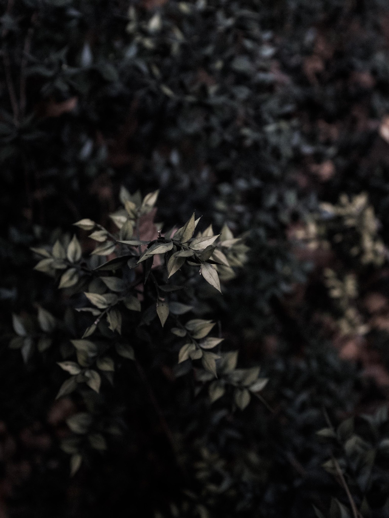 A Forest - image 1 - student project