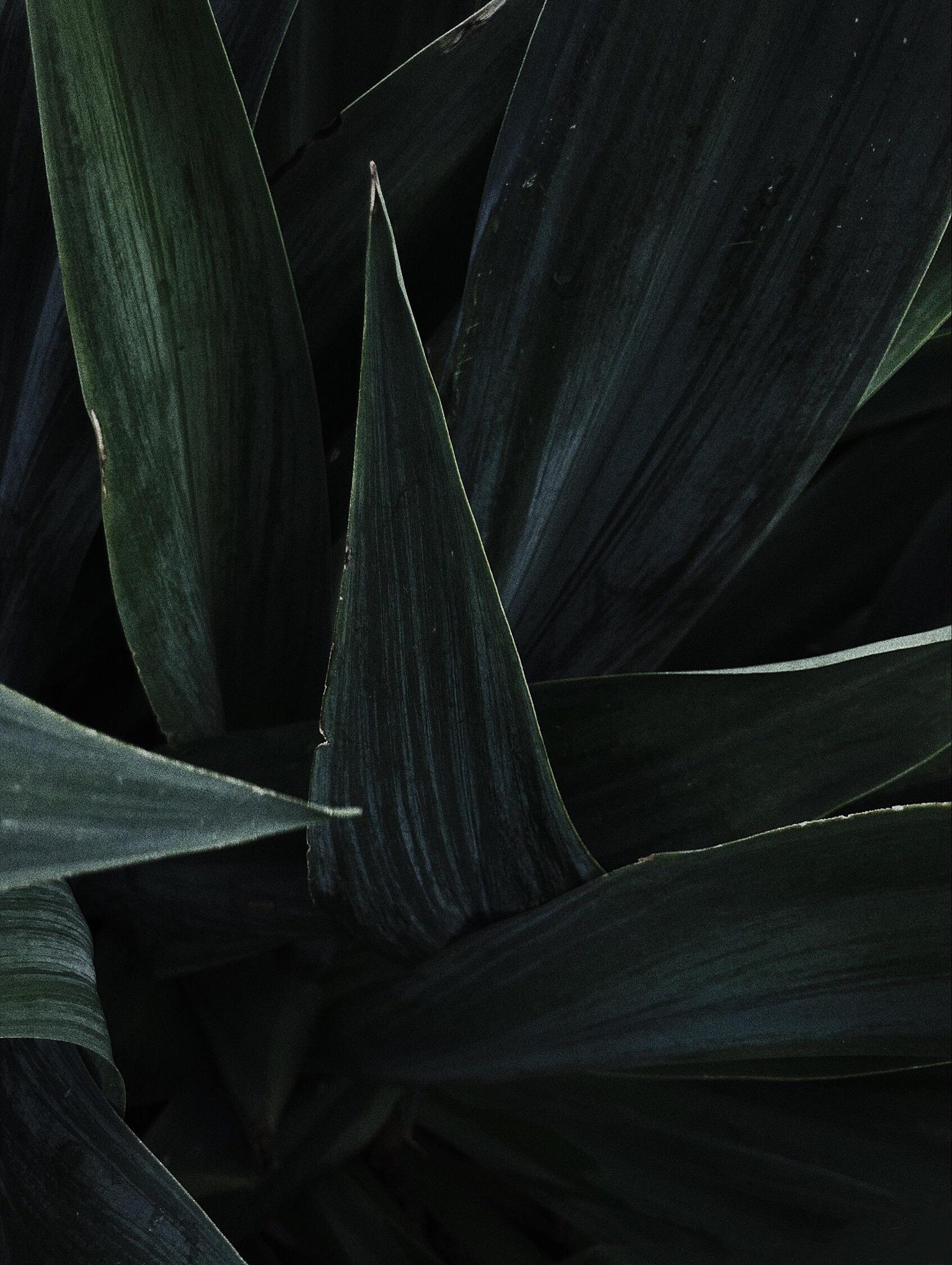 A Forest - image 4 - student project