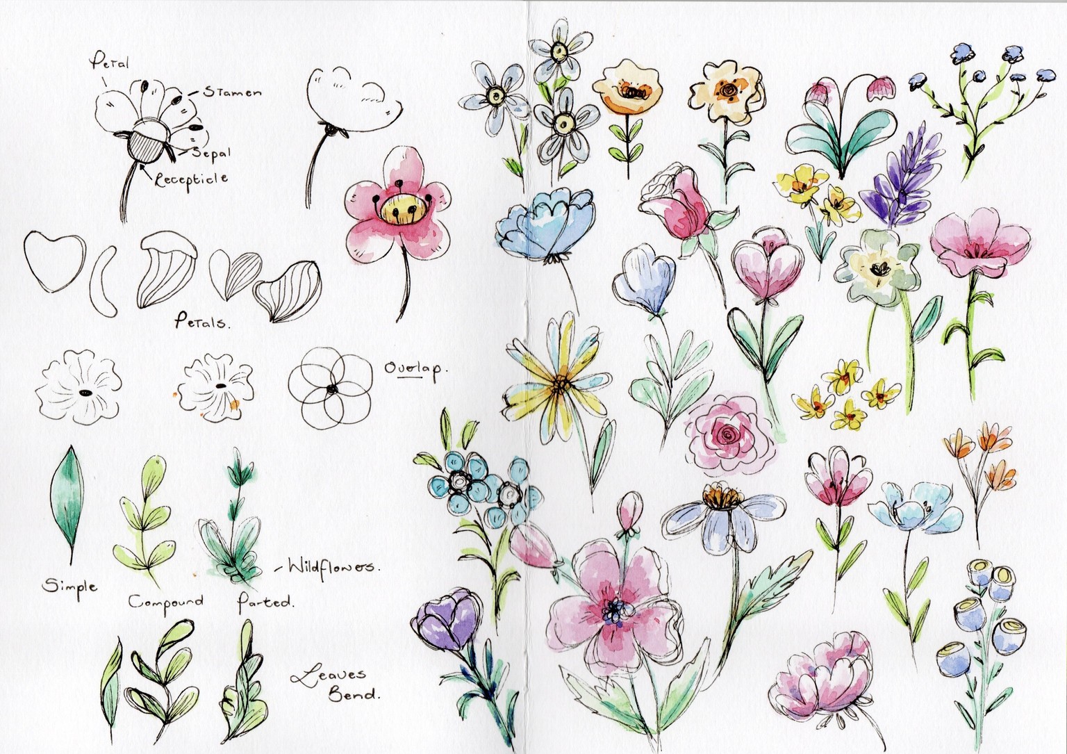 Sketchy florals - image 2 - student project