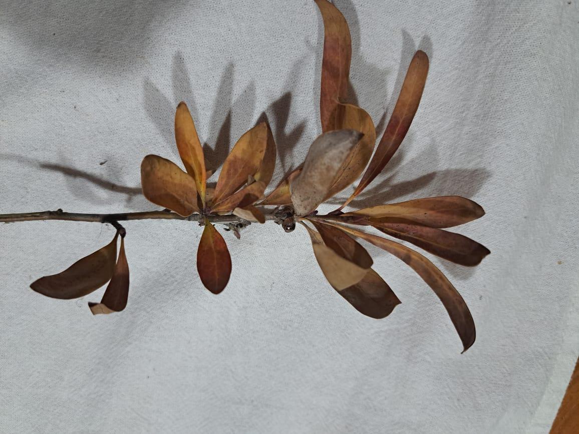 La naturaleza como inspiración: Pintamos hojas con acuarelas - image 5 - student project