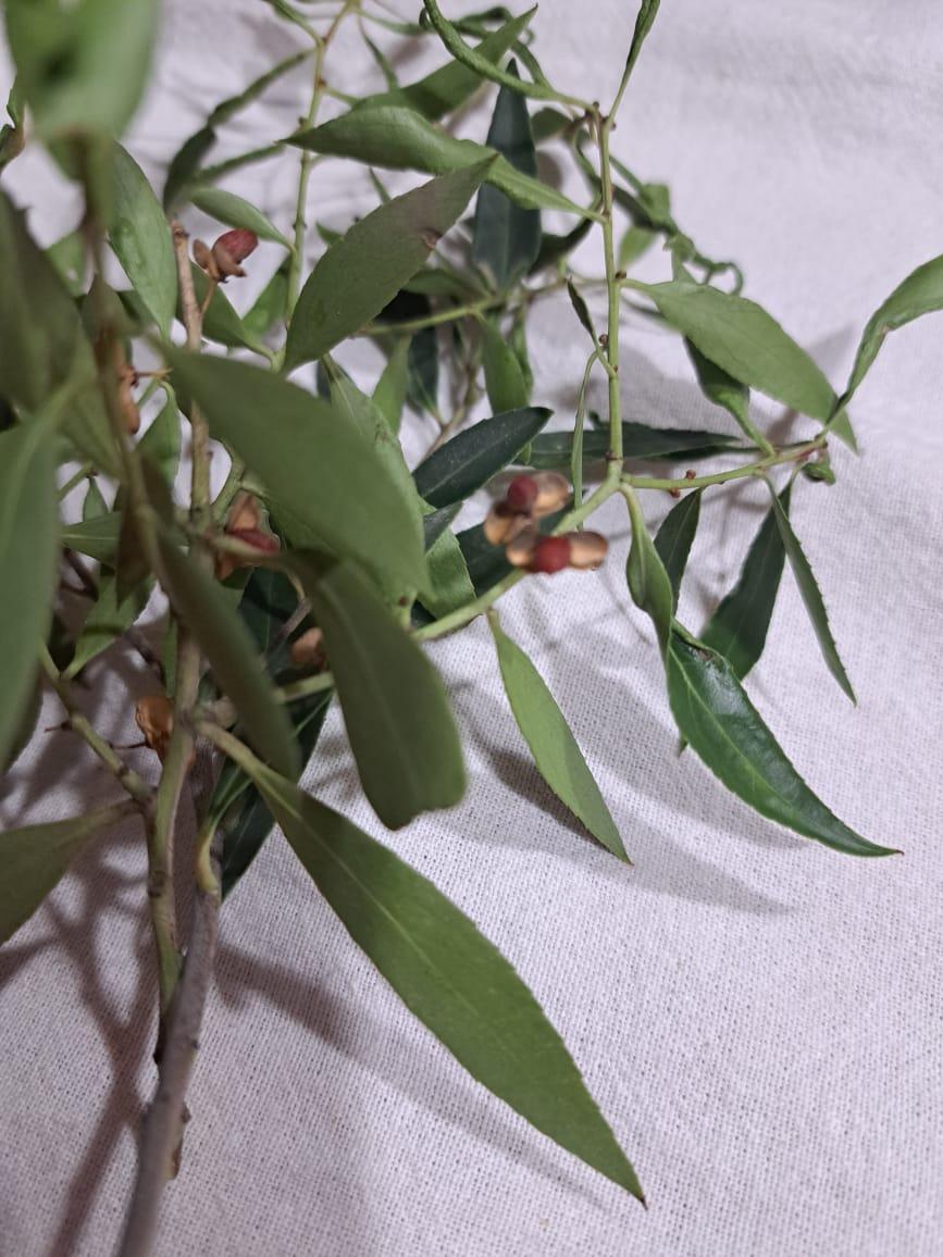 La naturaleza como inspiración: Pintamos hojas con acuarelas - image 3 - student project