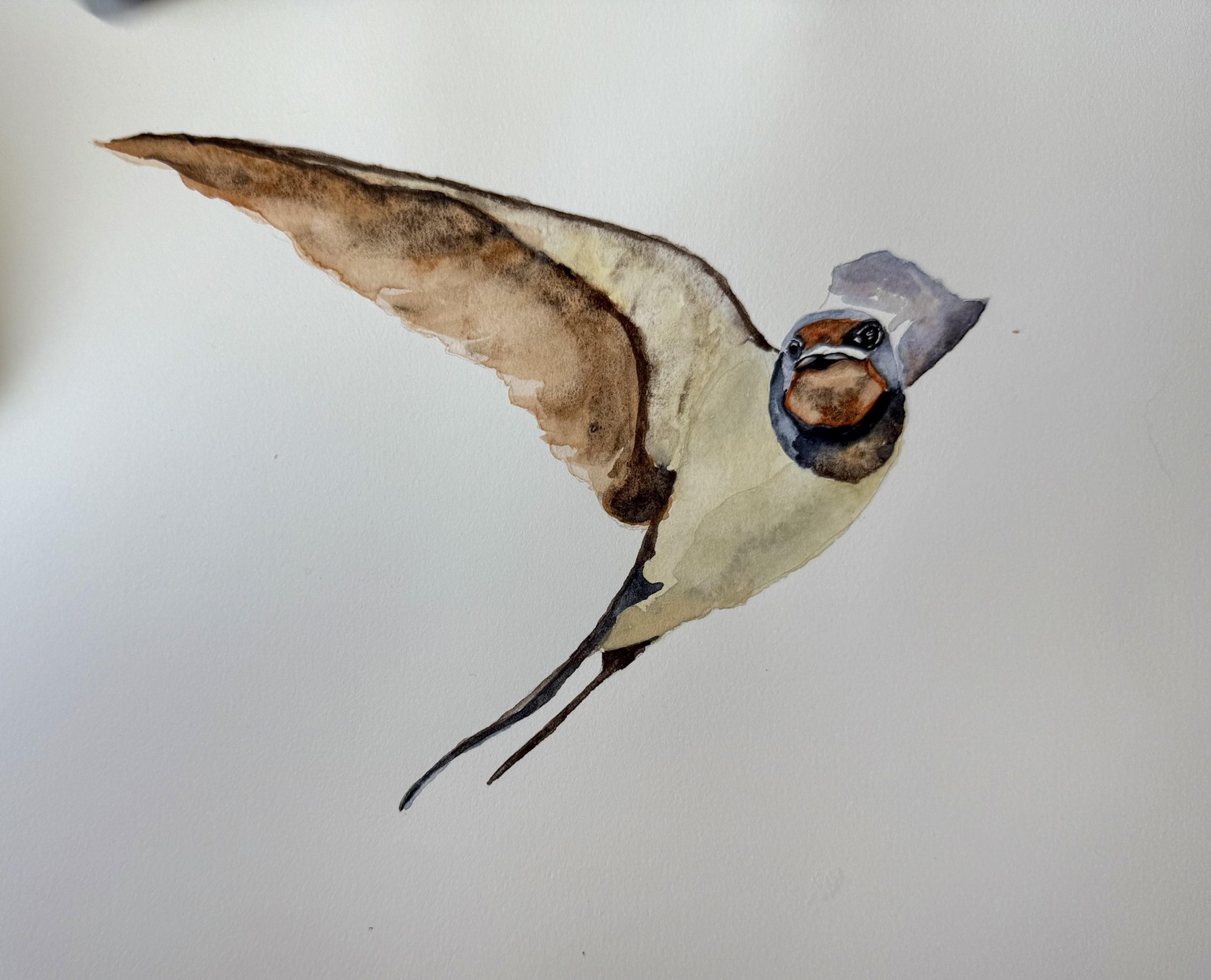 Swallow - image 1 - student project