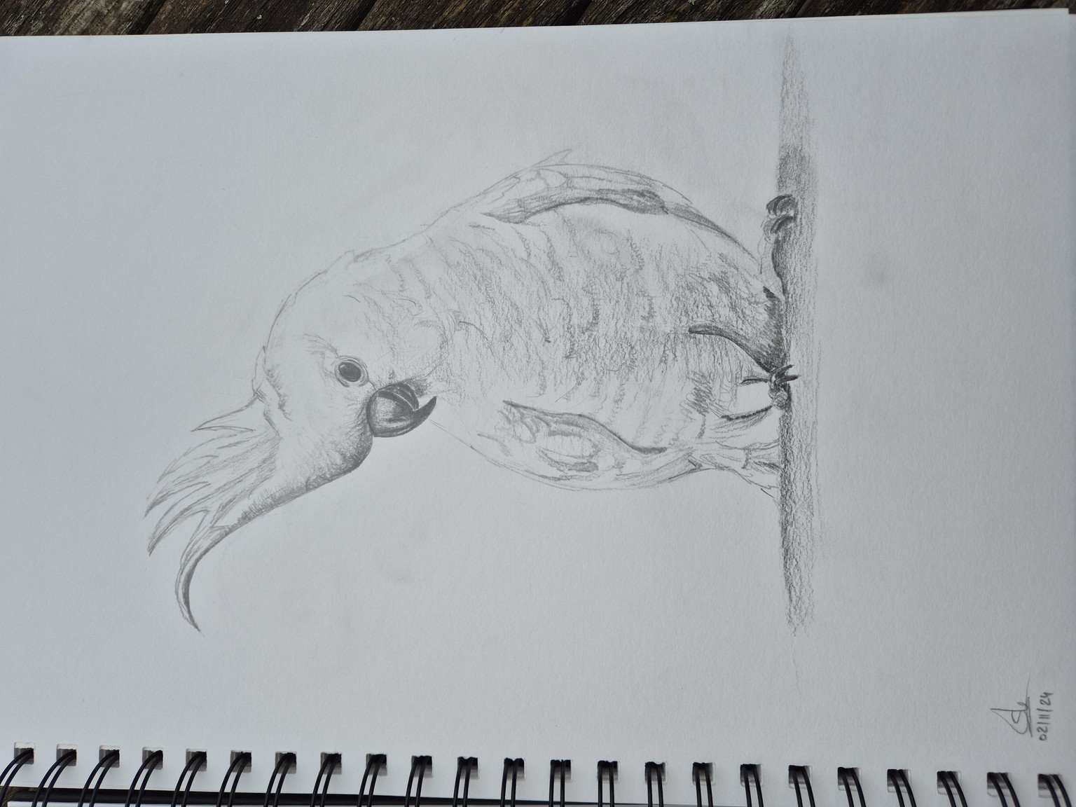 Cockatoo - image 1 - student project